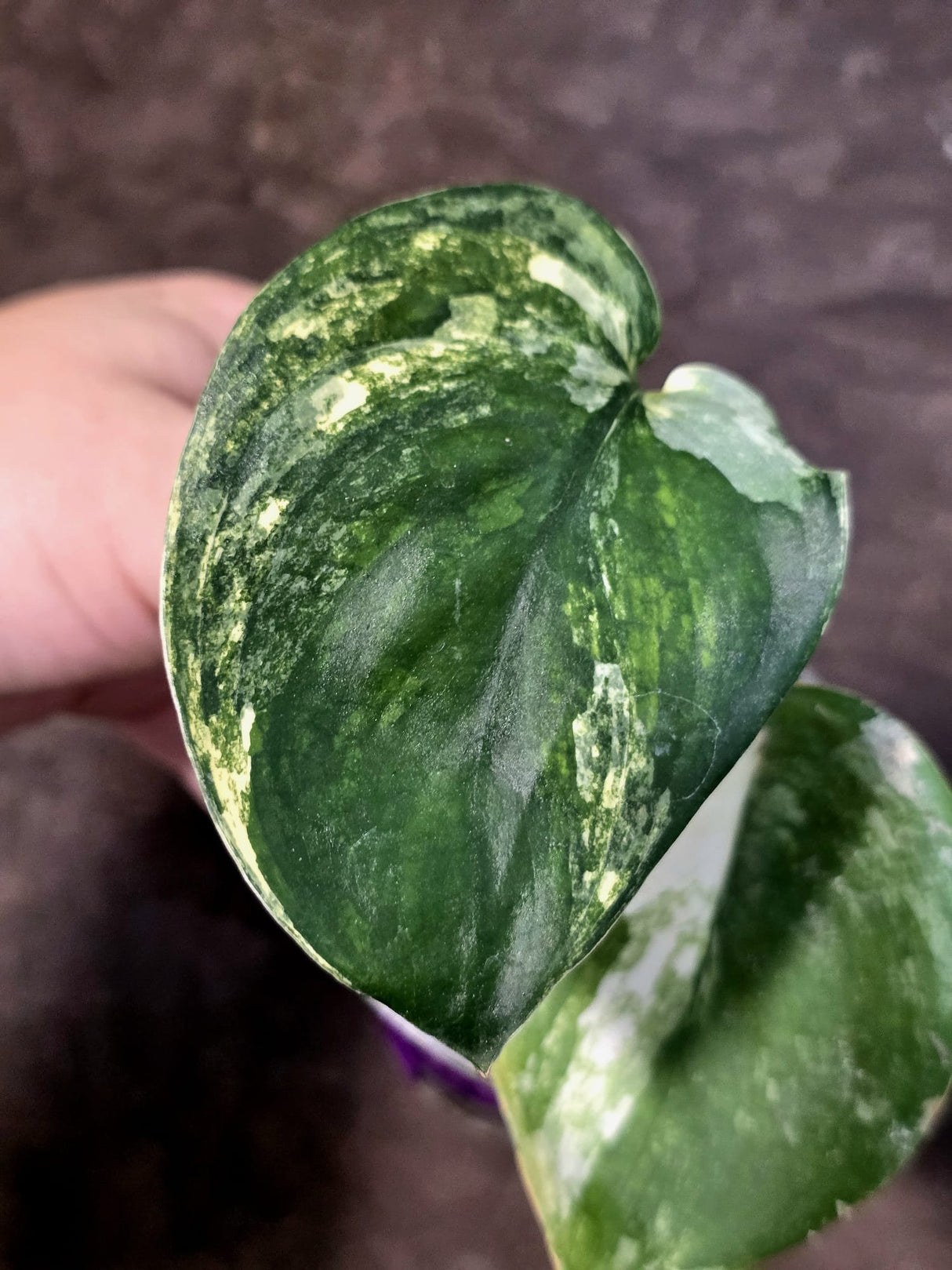 Scindapsus Jade Satin Variegated - Yellow Variegation - (July-24-05)