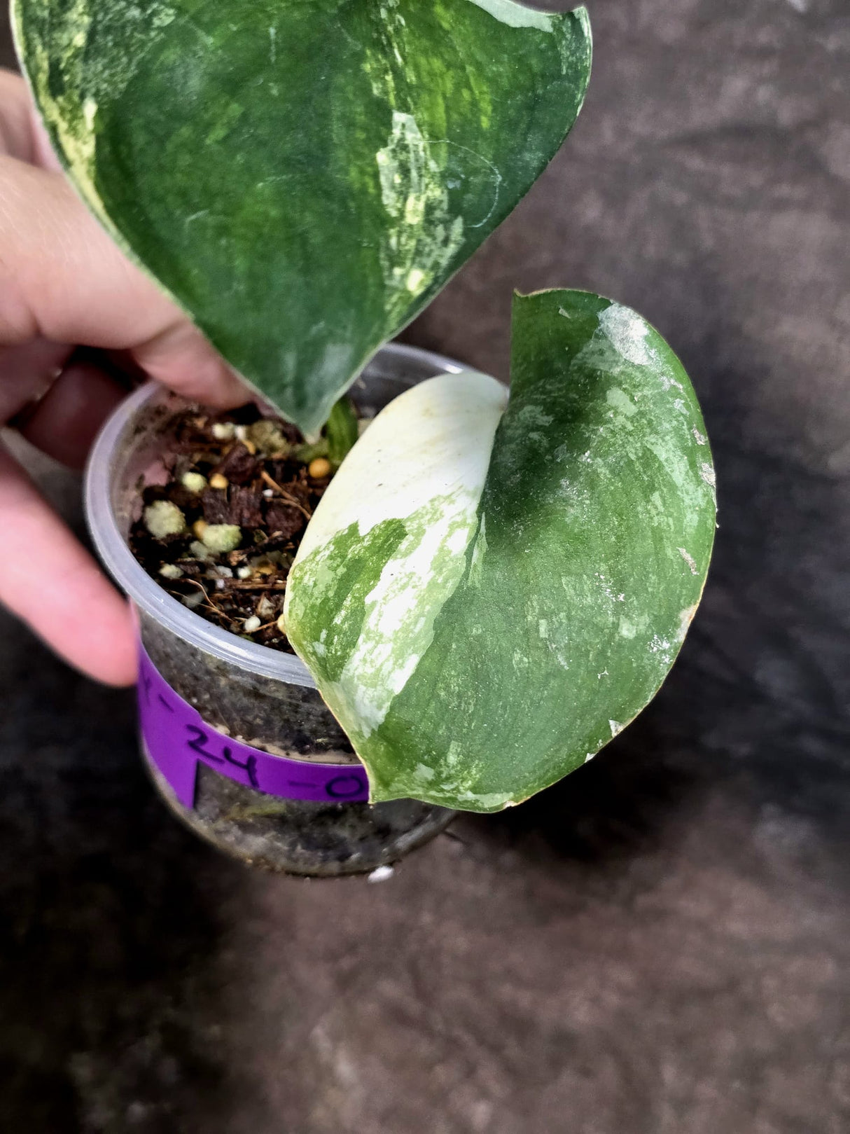 Scindapsus Jade Satin Variegated - Yellow Variegation - (July-24-05)