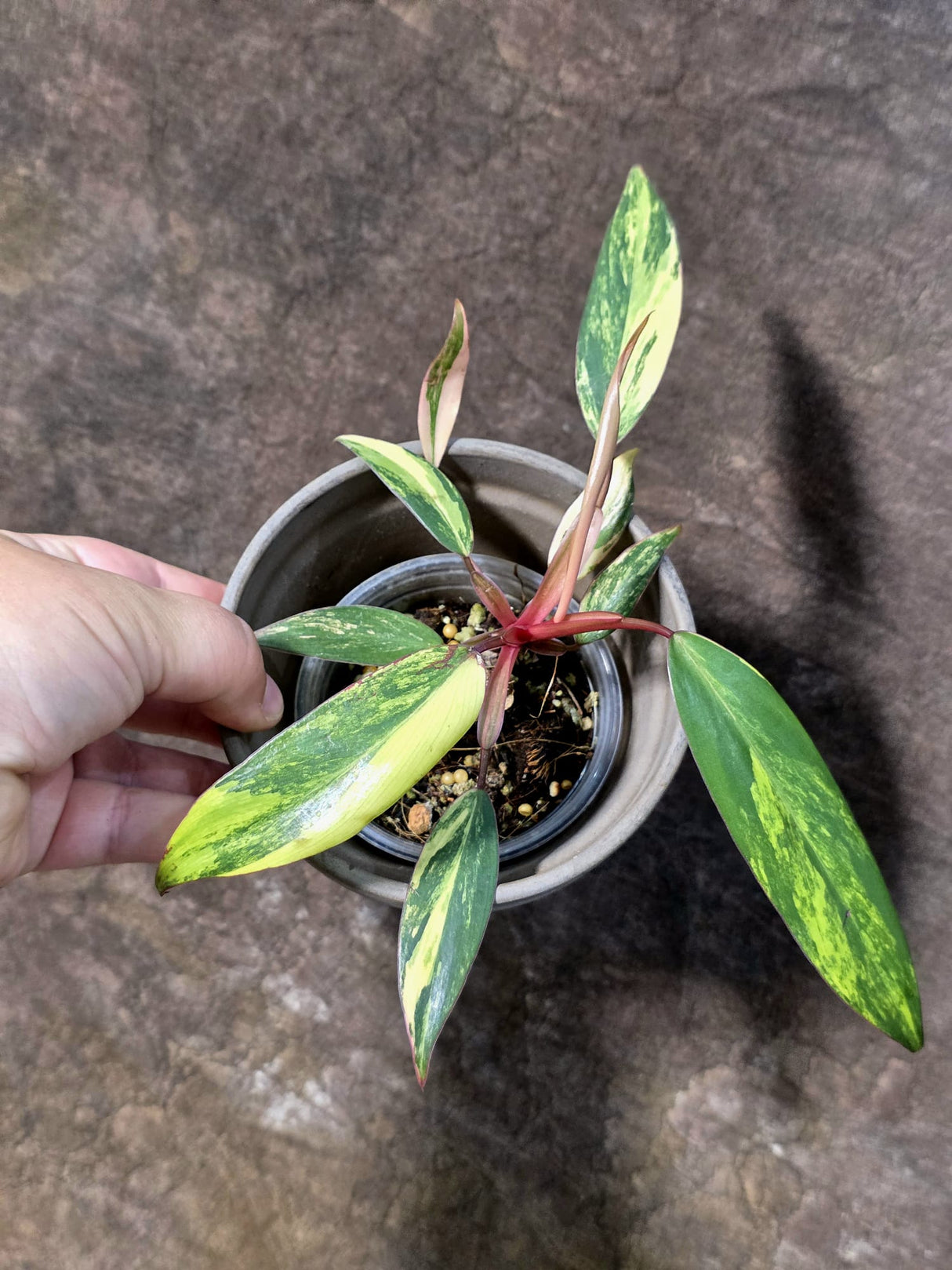 Variegated Philodendron Strawberry Shake - EXACT Plant - (July-24-03)