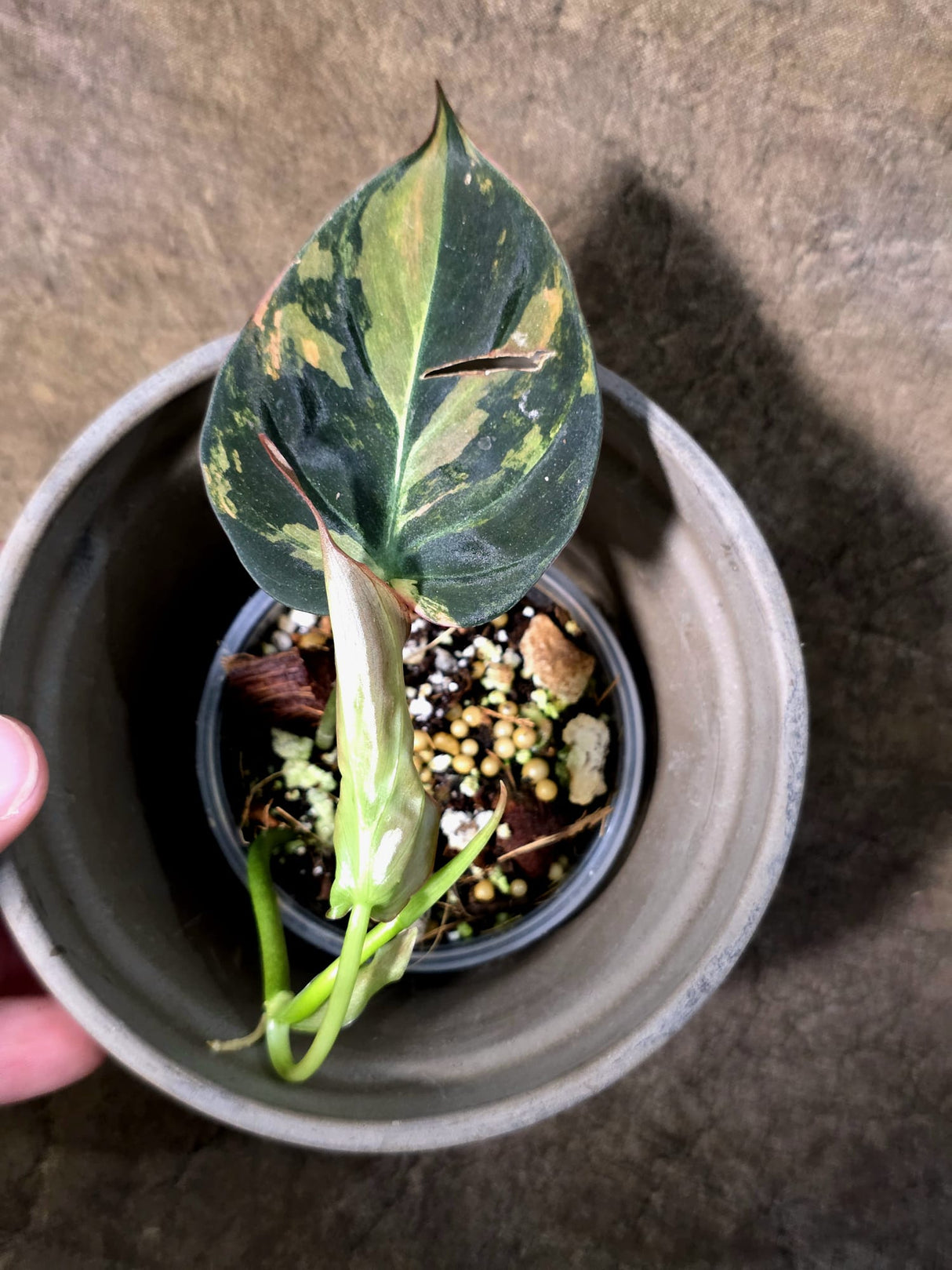 Variegated Philodendron Mican Aurea - Rare Exact Plant - (July-24-07)