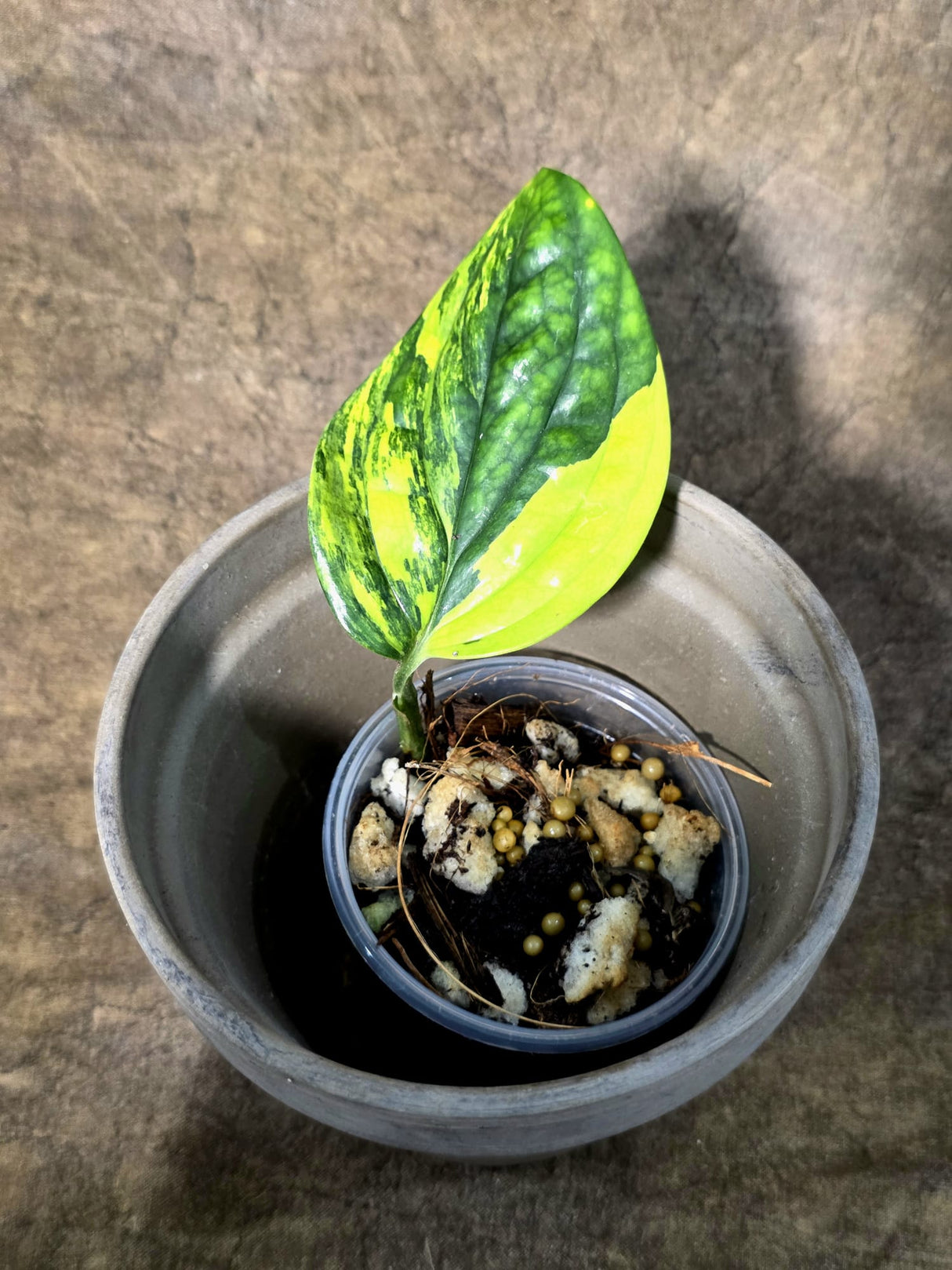 Variegated Monstera Peru - Rare Exact Plant - (July-24-12)