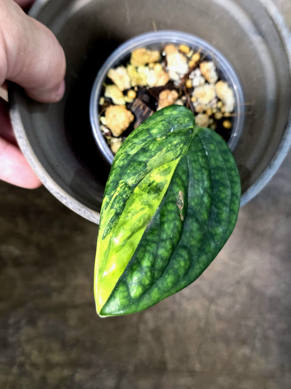 Variegated Monstera Peru - Rare Exact Plant - (July-24-13)
