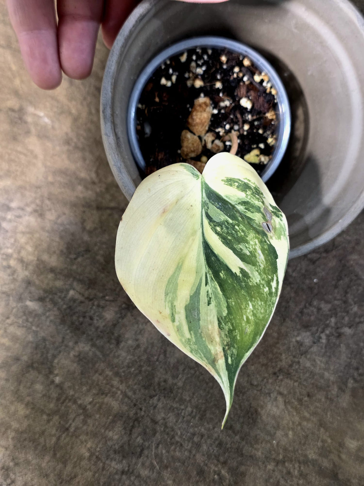 Variegated Philodendron Mican Aurea - Rare Exact Plant - (July-24-14)