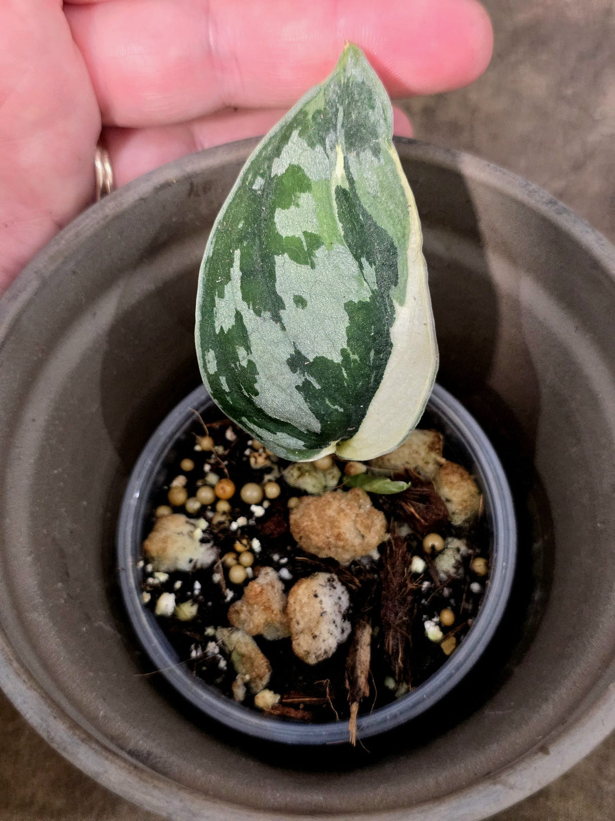 Variegated Scindapsus Mayari Plant - Collector Rare Exact Plant - (July-24-15)