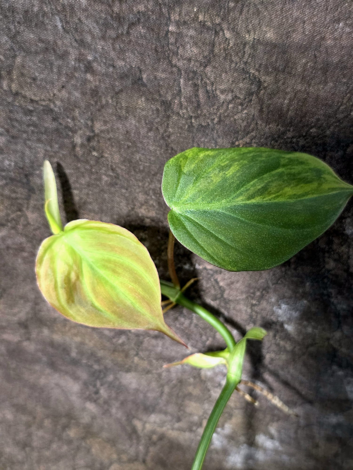 Variegated Philodendron Mican Aurea - Rare Exact Plant - (July-24-16)