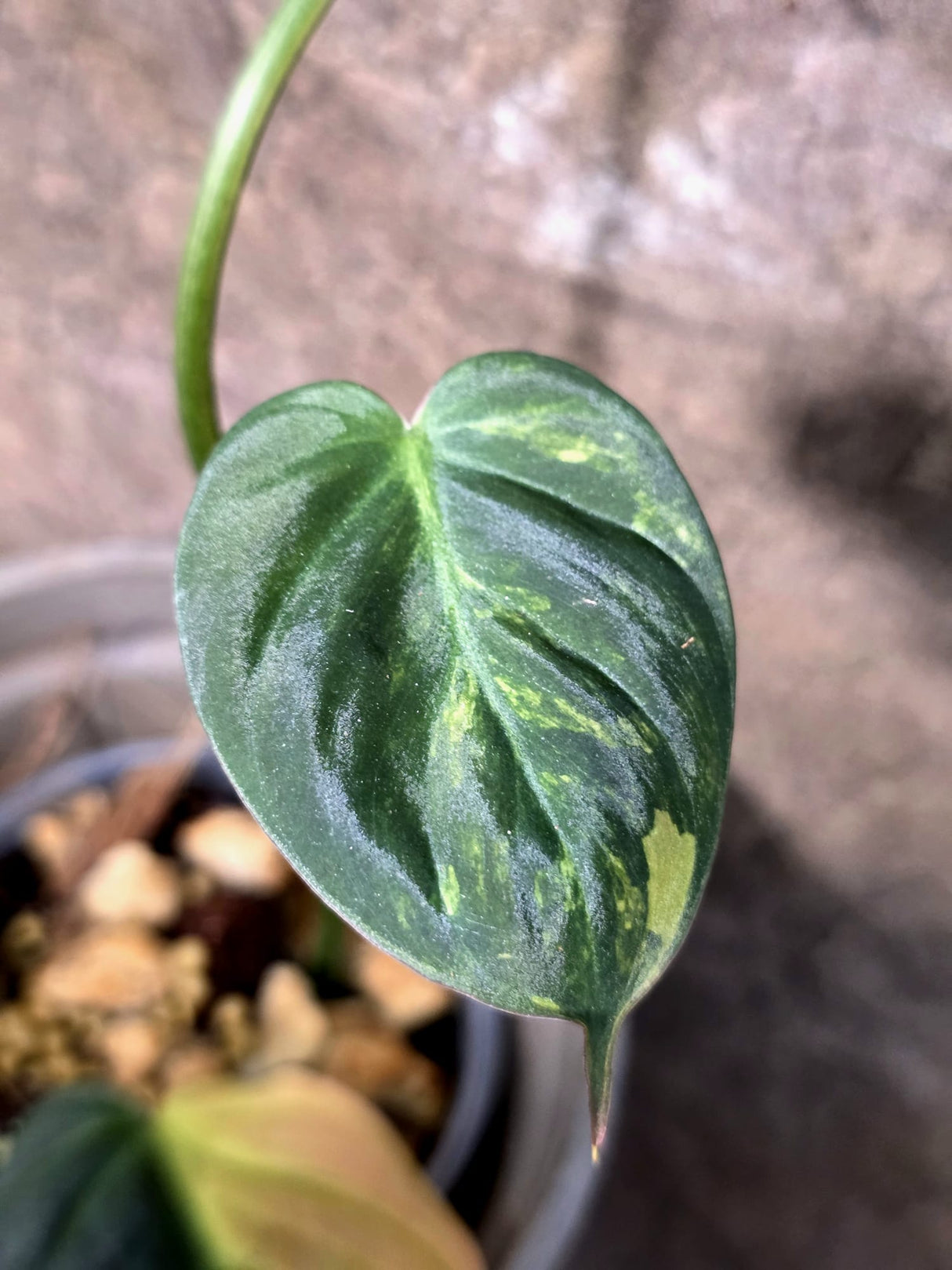 Variegated Philodendron Mican Aurea - Rare Exact Plant - (July-24-16)