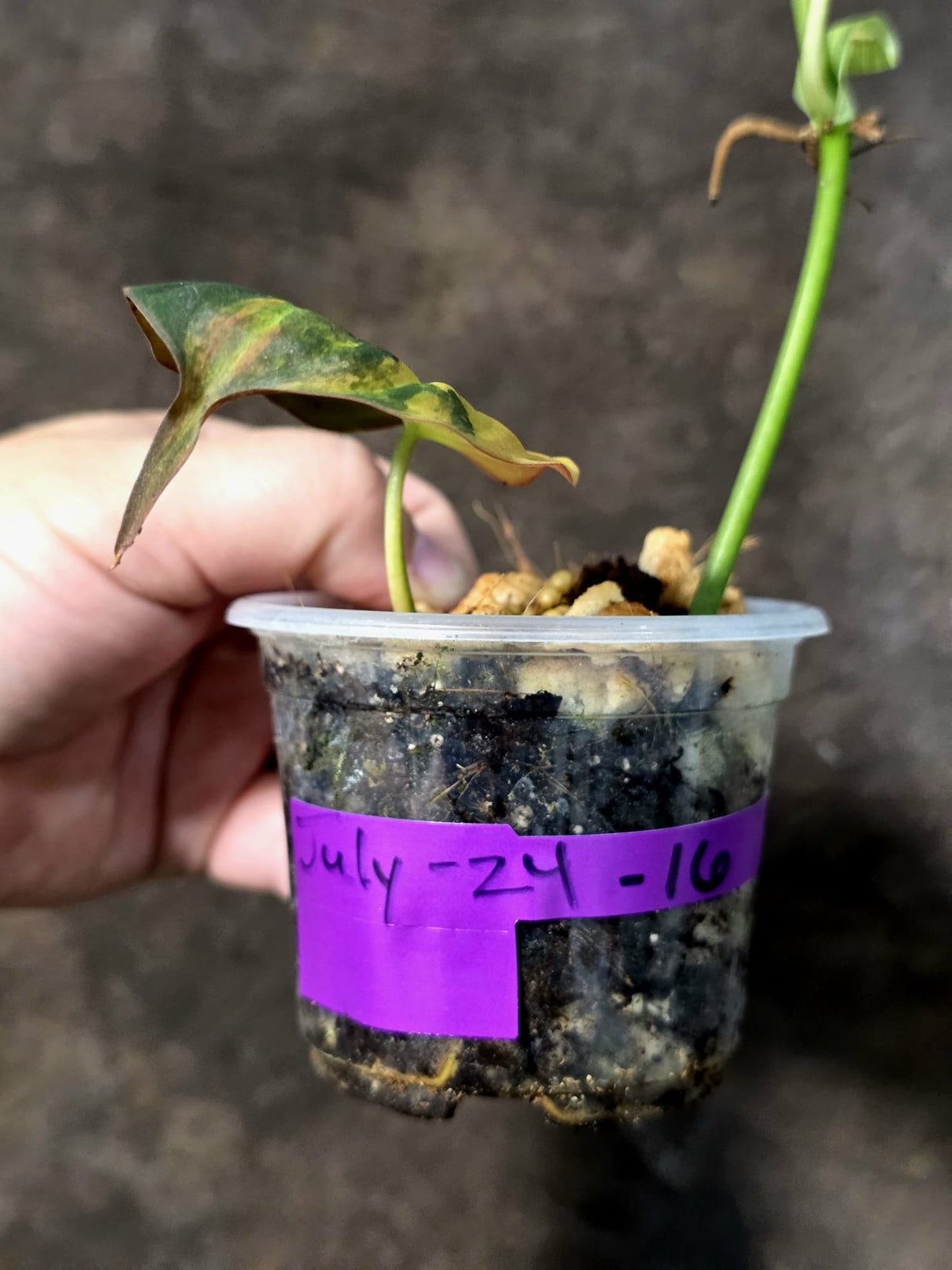 Variegated Philodendron Mican Aurea - Rare Exact Plant - (July-24-16)