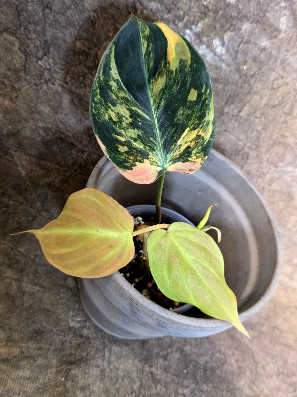 Variegated Philodendron Mican Aurea - Rare Exact Plant - (July-24-19)