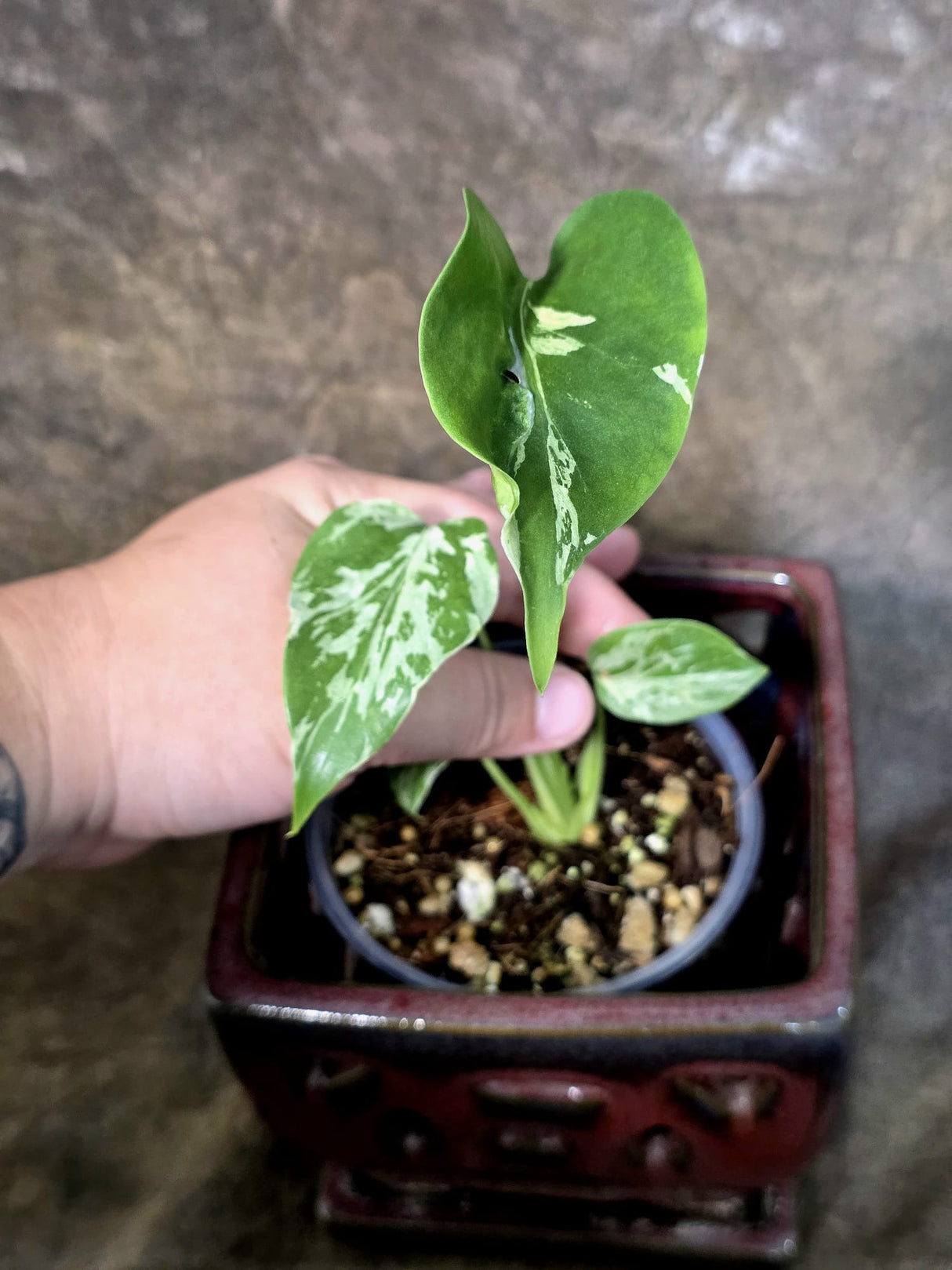 Rare Monstera Bulbasaur Variegated - Exact Plant - (July-24-20)