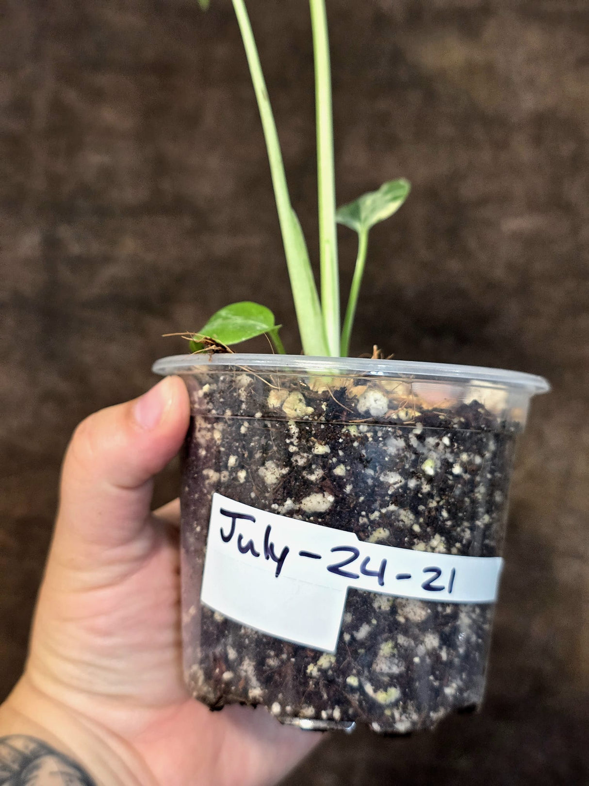 Rare Monstera Bulbasaur Variegated - Exact Plant - (July-24-21)