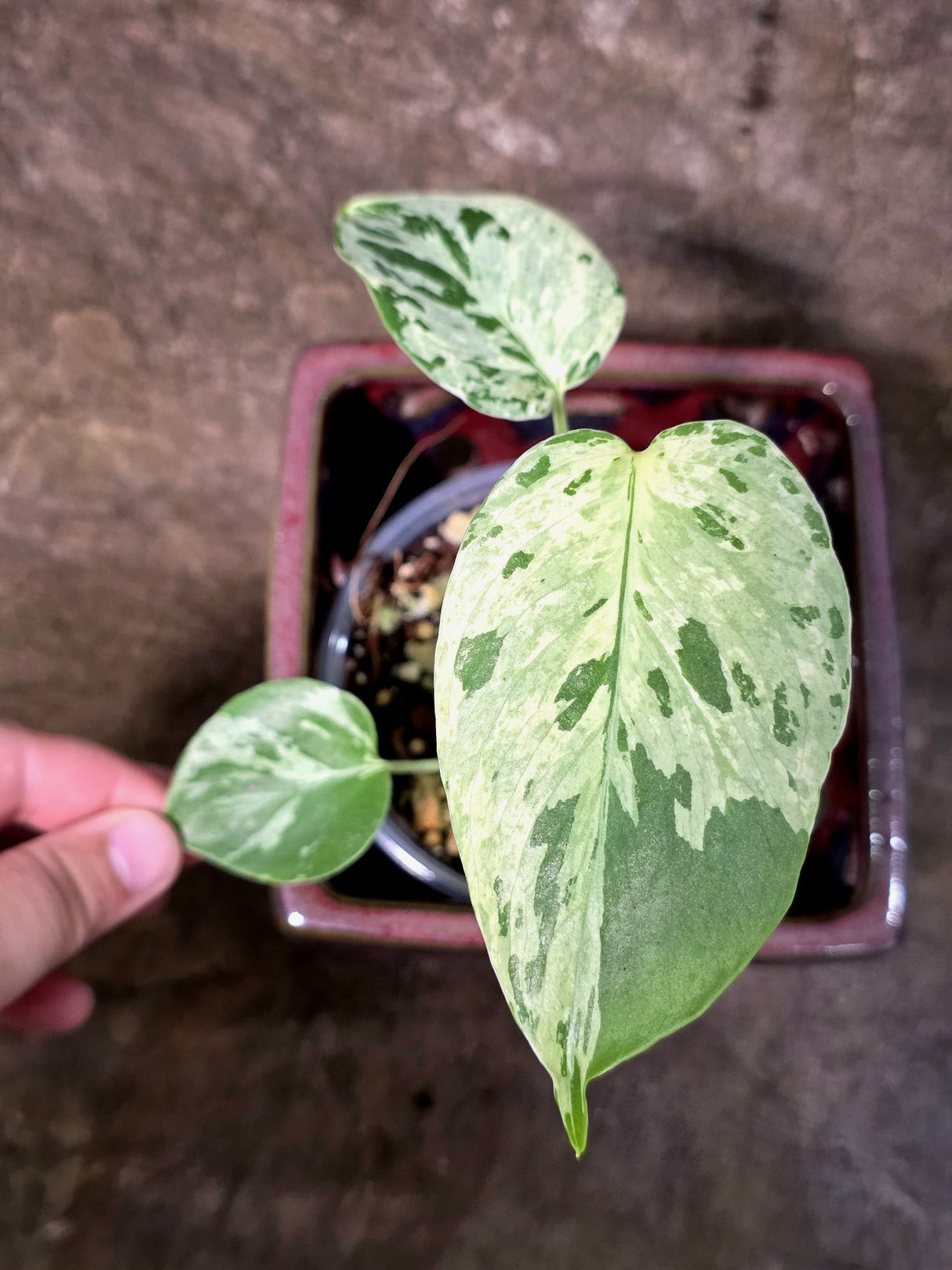 Rare Monstera Bulbasaur Variegated - Exact Plant - (July-24-24)