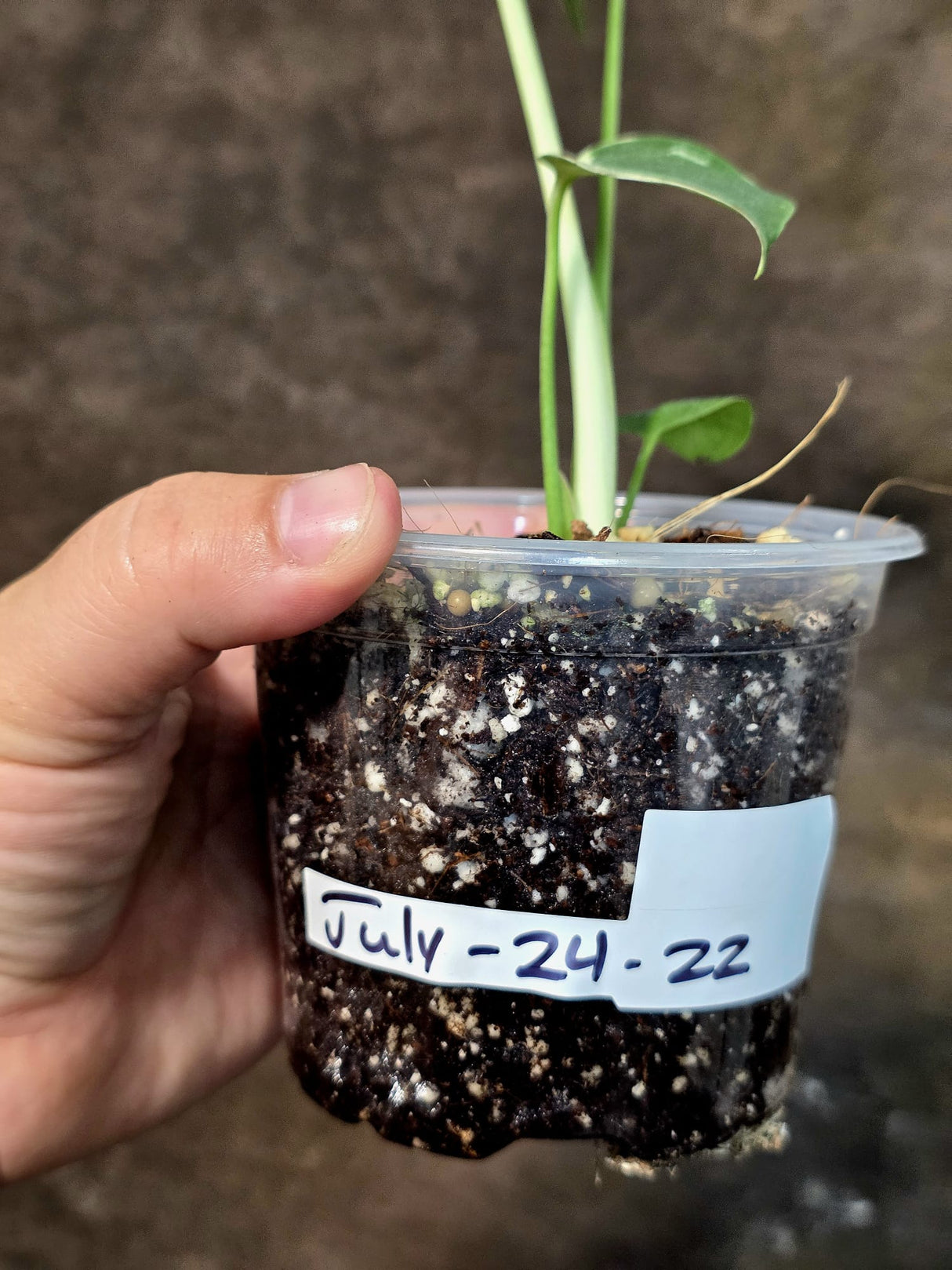 Rare Monstera Bulbasaur Variegated - Exact Plant - (July-24-22)