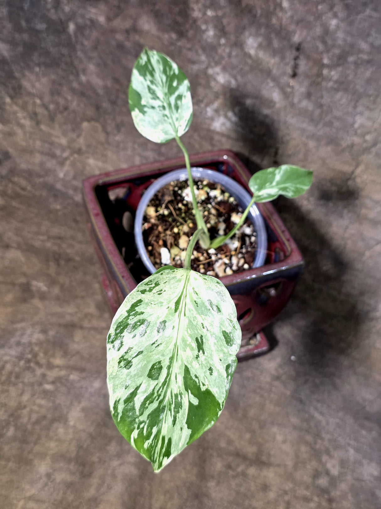 Rare Monstera Bulbasaur Variegated - Exact Plant - (July-24-23)