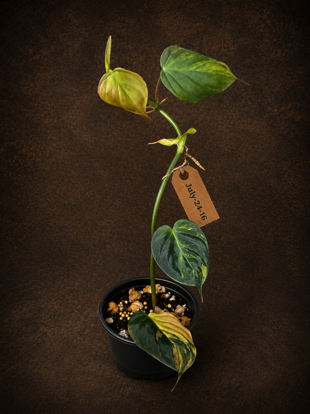 Variegated Philodendron Mican Aurea - Rare Exact Plant - (July-24-16)