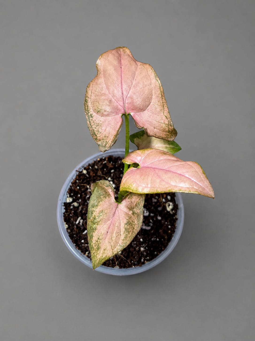 Syngonium Pink Splash Live Plant in 3" Nursery Pot - Rare Pink Variegated Arrowhead Plant - Tropical Indoor Houseplant