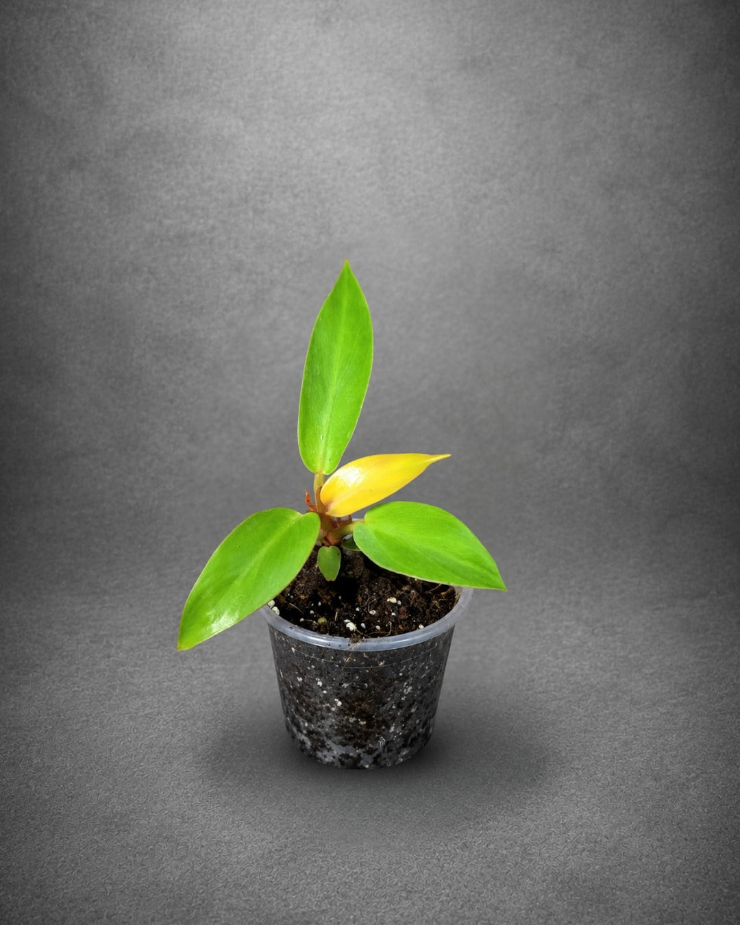Philodendron Red Sun Live Plant in 3" Nursery Pot - Rare Colorful Philodendron - Tropical Indoor Houseplant - Easy Care Aroid Plant