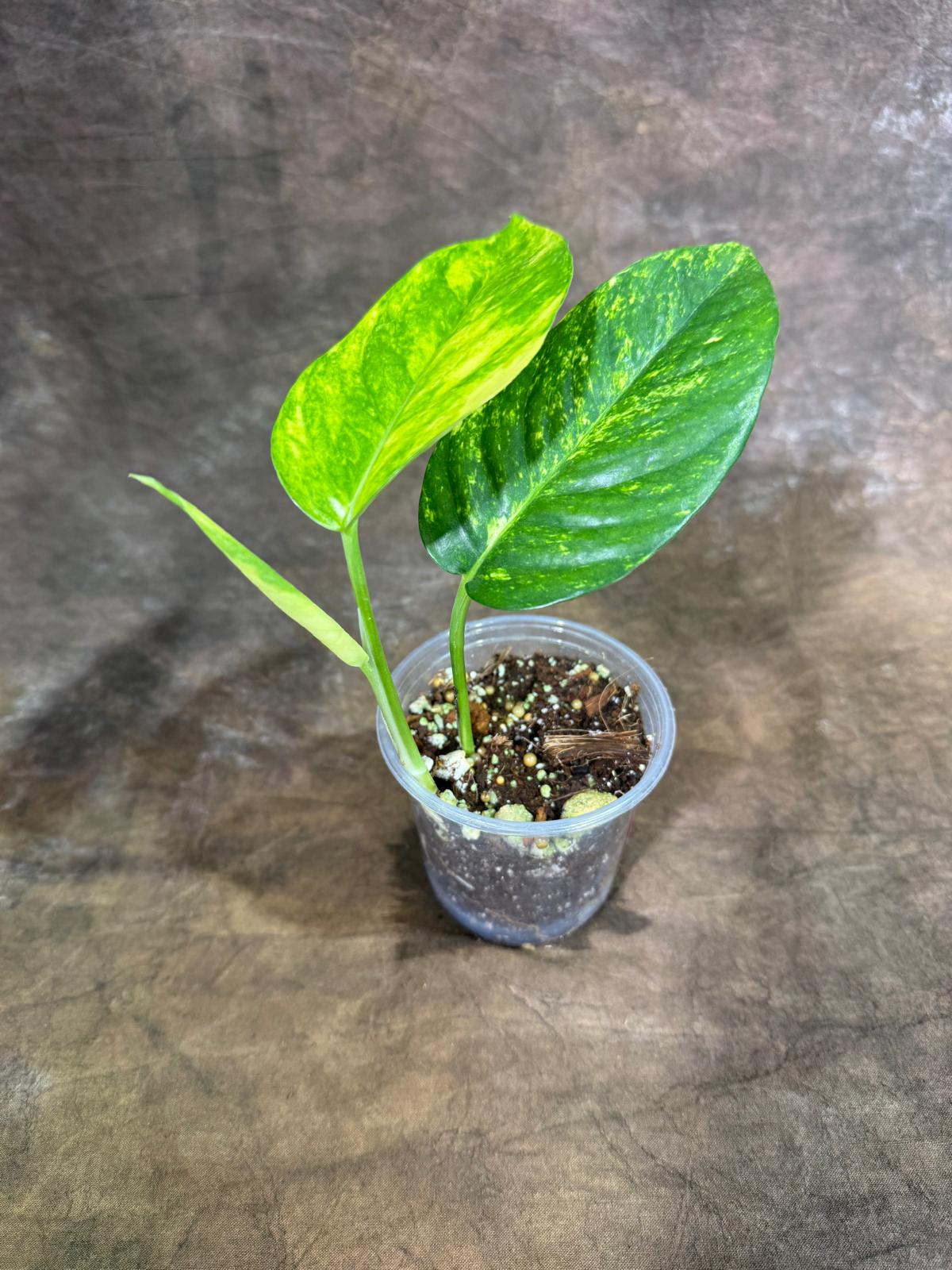 Rare Variegated Golden Flame Epipremnum Pinnatum - (July-29-1)