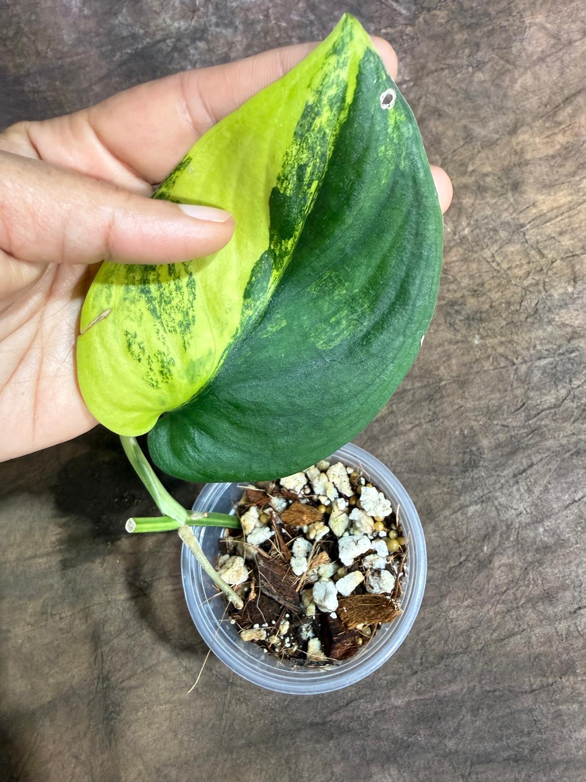 Scindapsus Jade Satin Variegated - Yellow Variegation - (July-29-2)