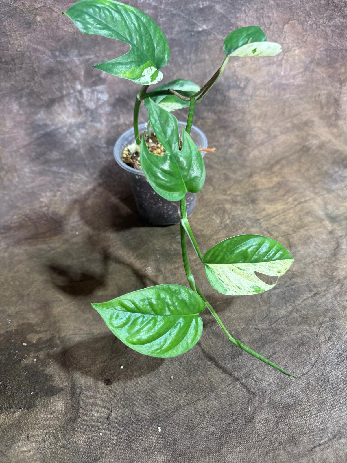Epipremnum Pinnatum Albo Variegated - Climbing Aroid - (July-29-3)