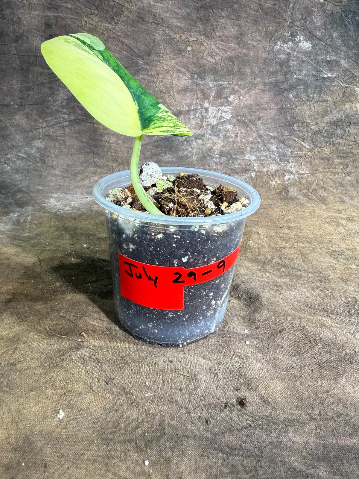 Scindapsus Jade Satin Variegated - Yellow Variegation - (July-29-9)