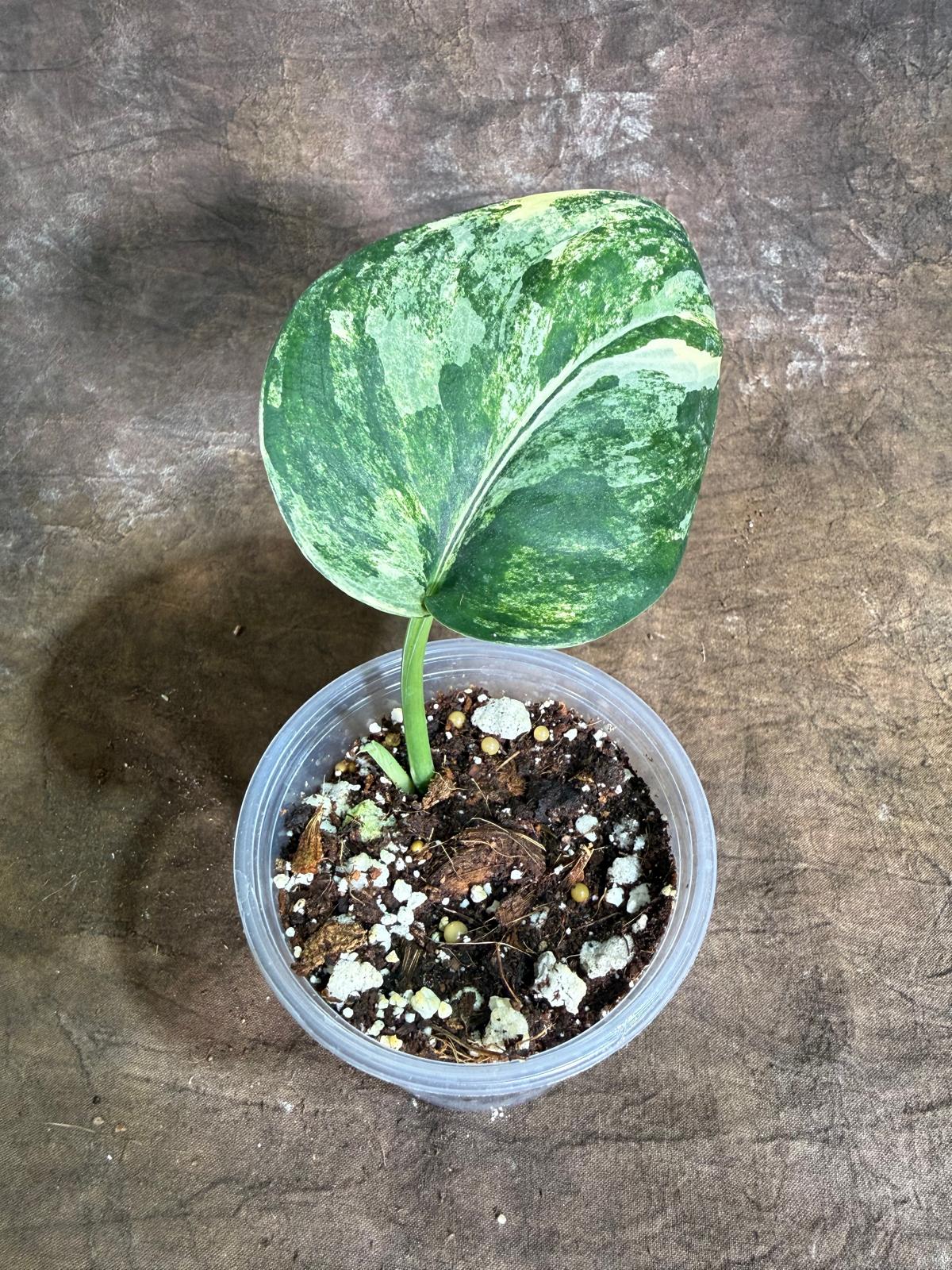 Scindapsus Jade Satin Variegated - Yellow Variegation - (July-29-6)