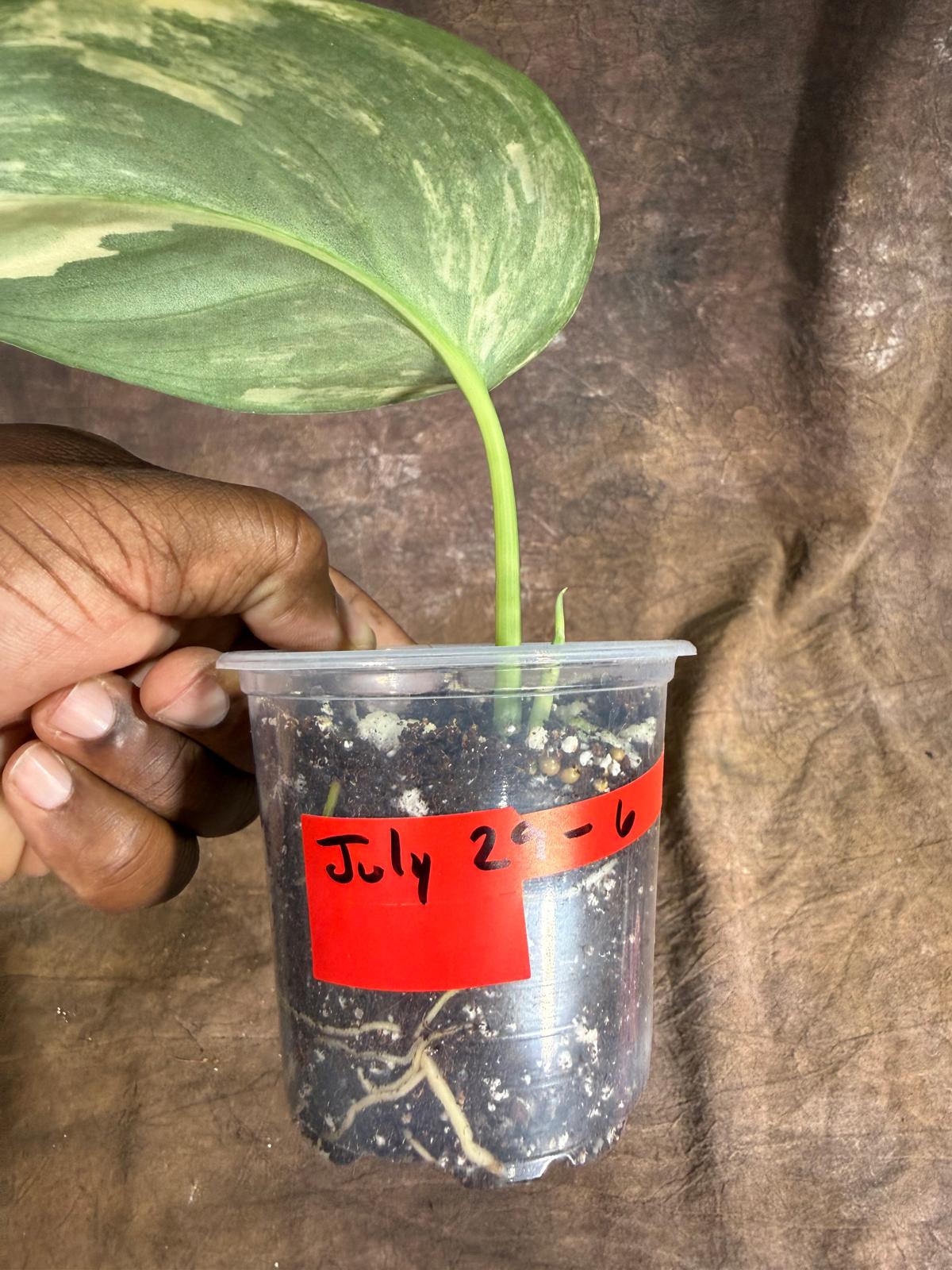 Scindapsus Jade Satin Variegated - Yellow Variegation - (July-29-6)