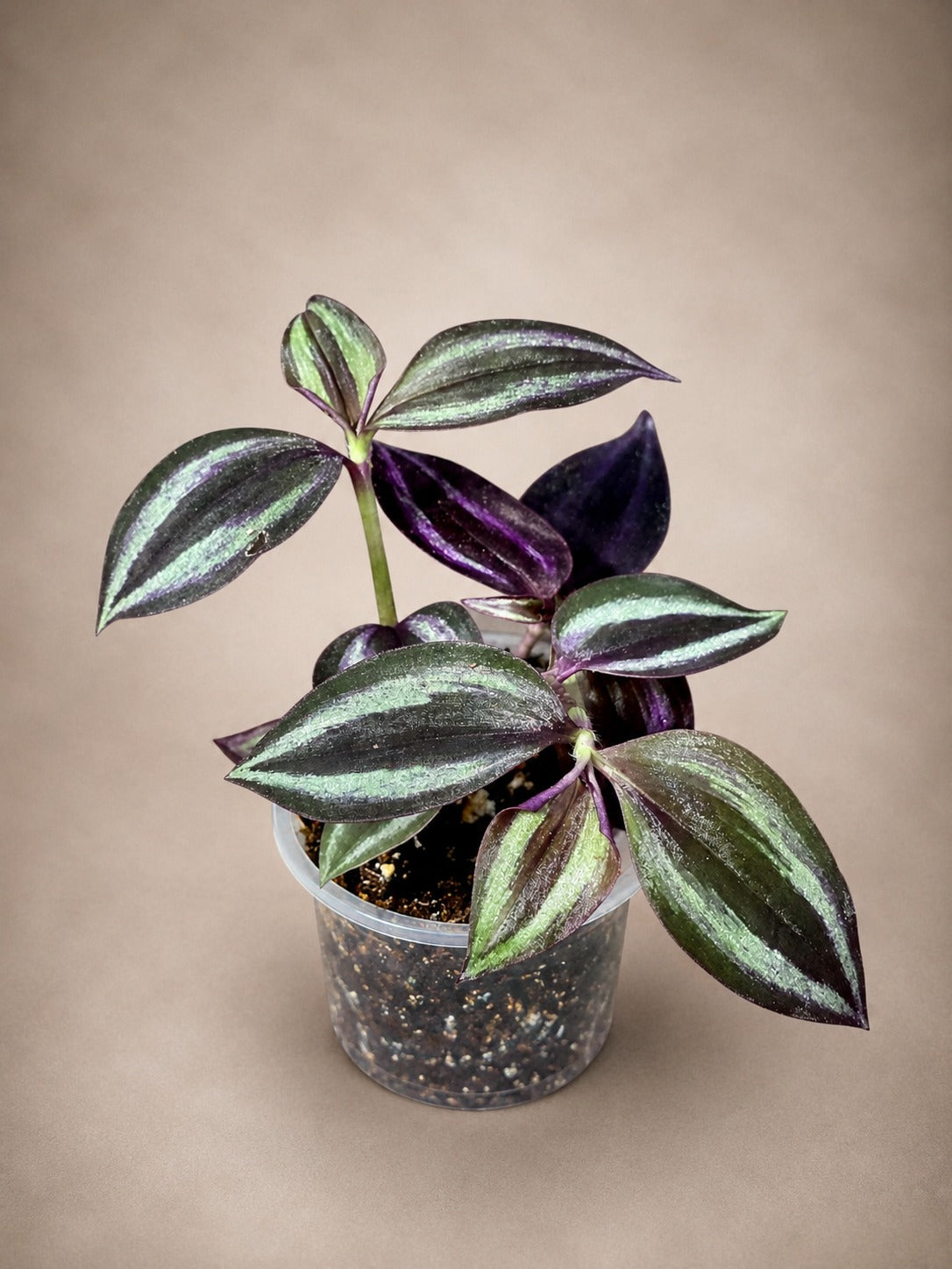 Purple Wandering Jew 3" - Tradescantia Plant - Wandering Dude Plant - Purple Heart Plant - Live Trailing Houseplant