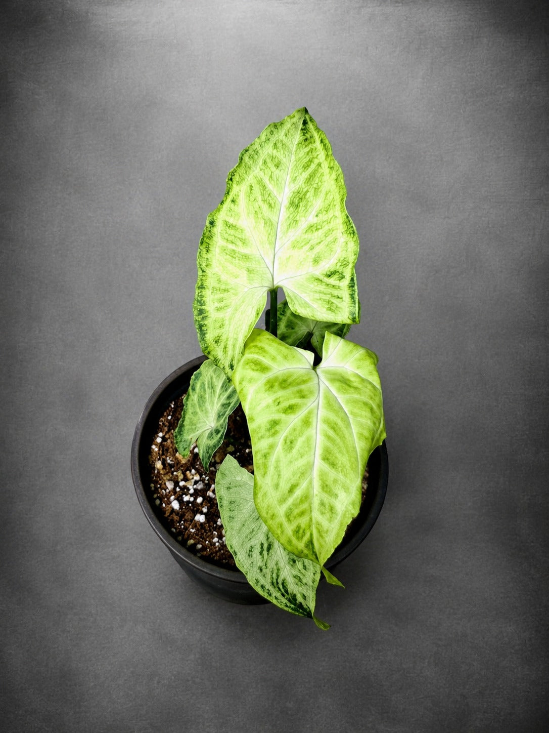 Syngonium Batik 3" - Arrowhead Plant - Live Houseplant - Tropical Indoor Plant - Rare Syngonium
