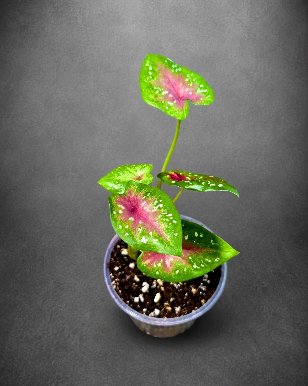 Caladium Camilla Bicolor Live Plant in 3" Nursery Pot - Colorful Angel Wings Plant - Tropical Indoor Foliage Plant - Vibrant Houseplant