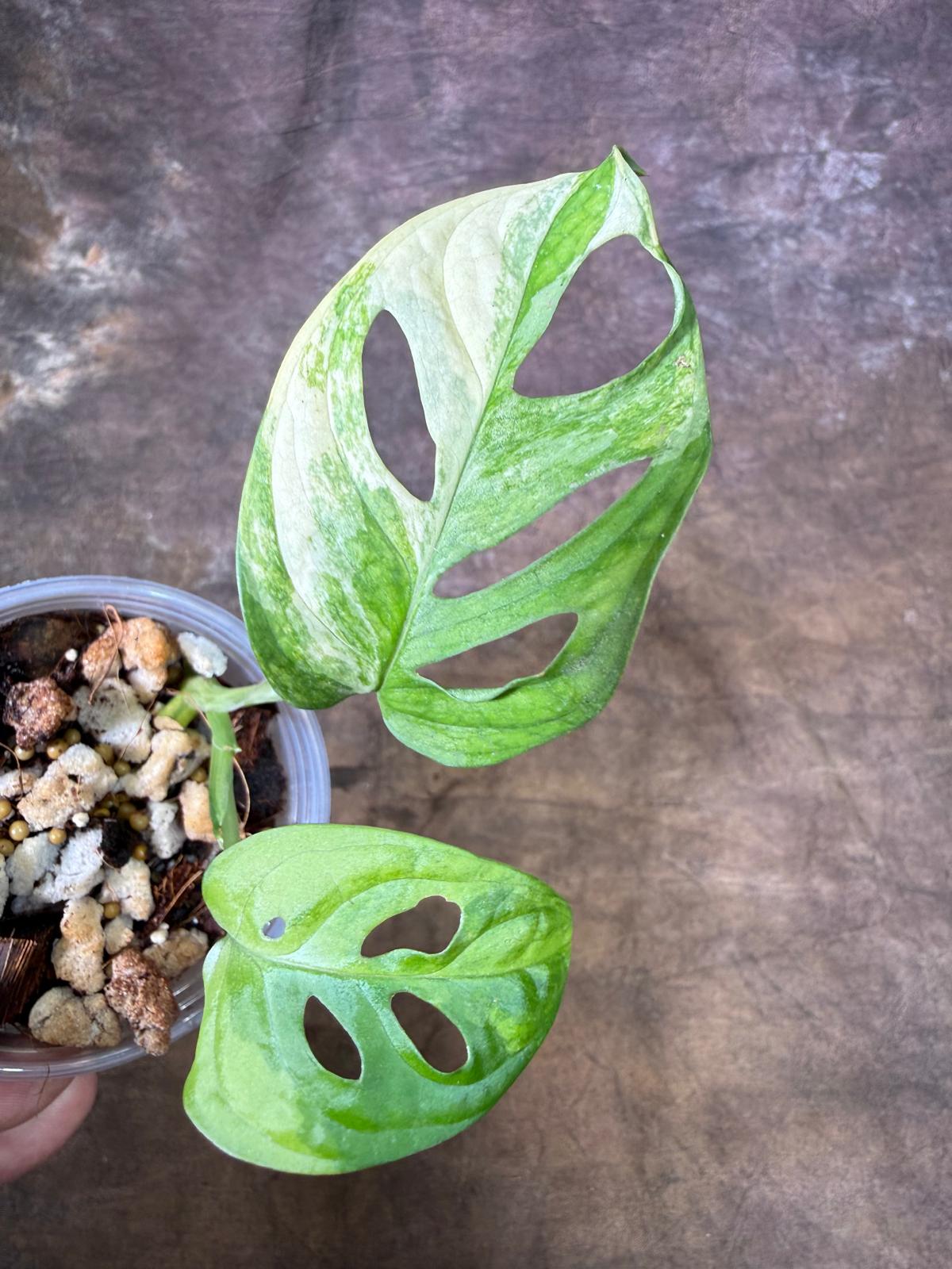Monstera Adansonii Aurea Variegated - Swiss Cheese Premium (July-29-18)
