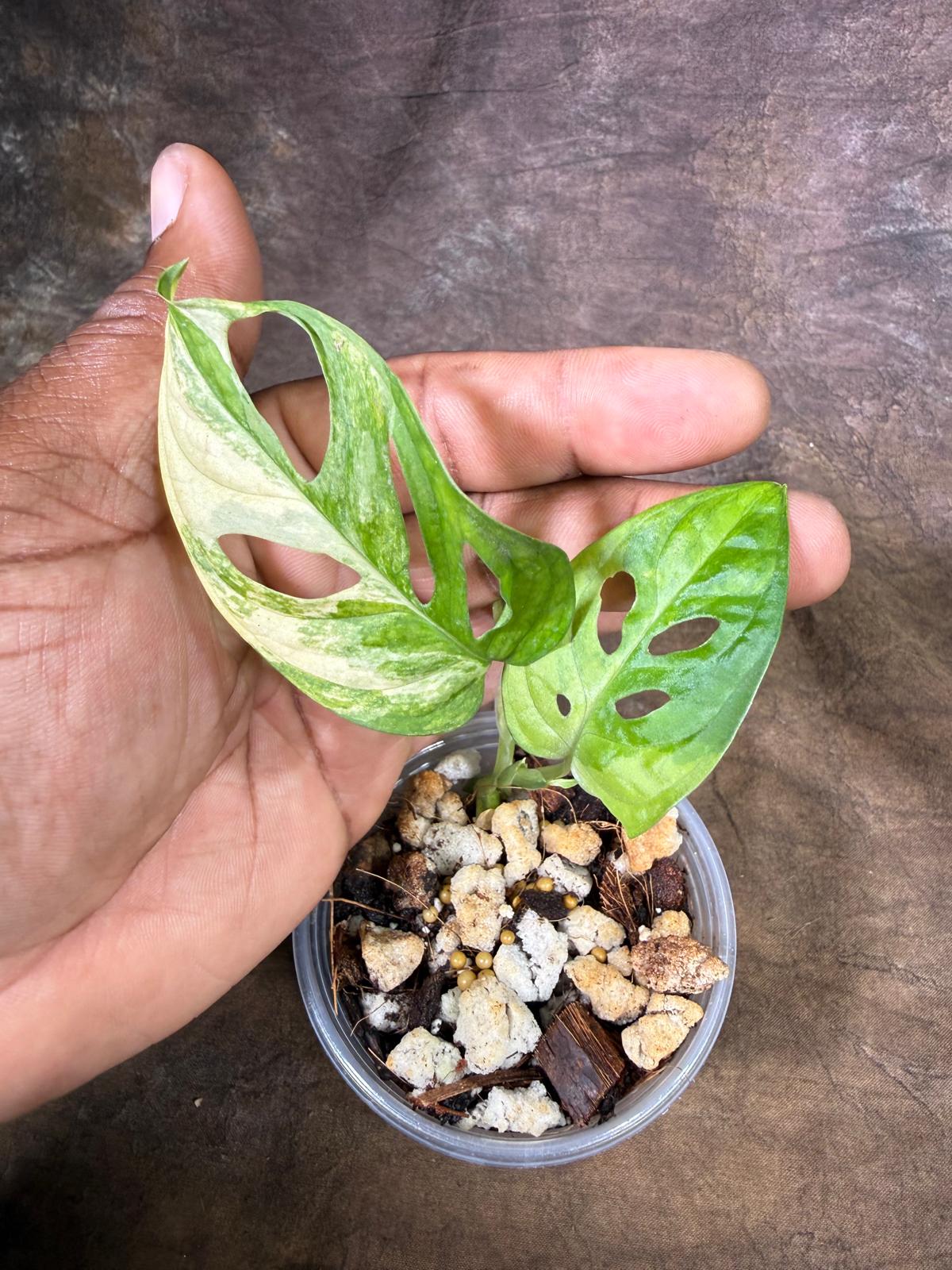 Monstera Adansonii Aurea Variegated - Swiss Cheese Premium (July-29-18)
