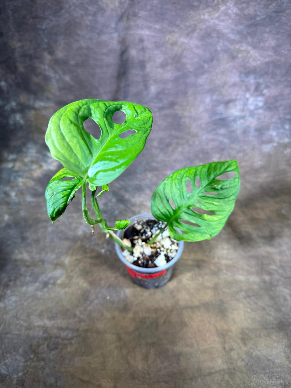 Monstera Adansonii Aurea Variegated - Swiss Cheese Premium (July-29-19)