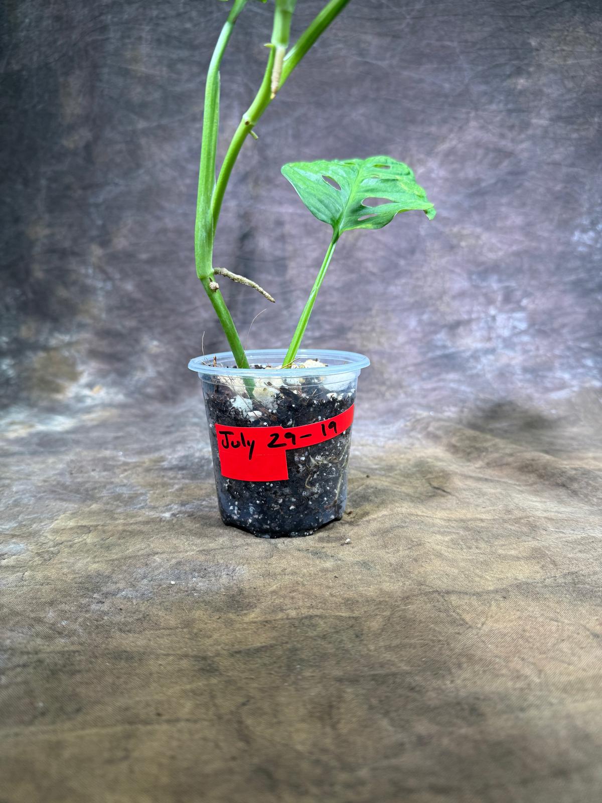 Monstera Adansonii Aurea Variegated - Swiss Cheese Premium (July-29-19)