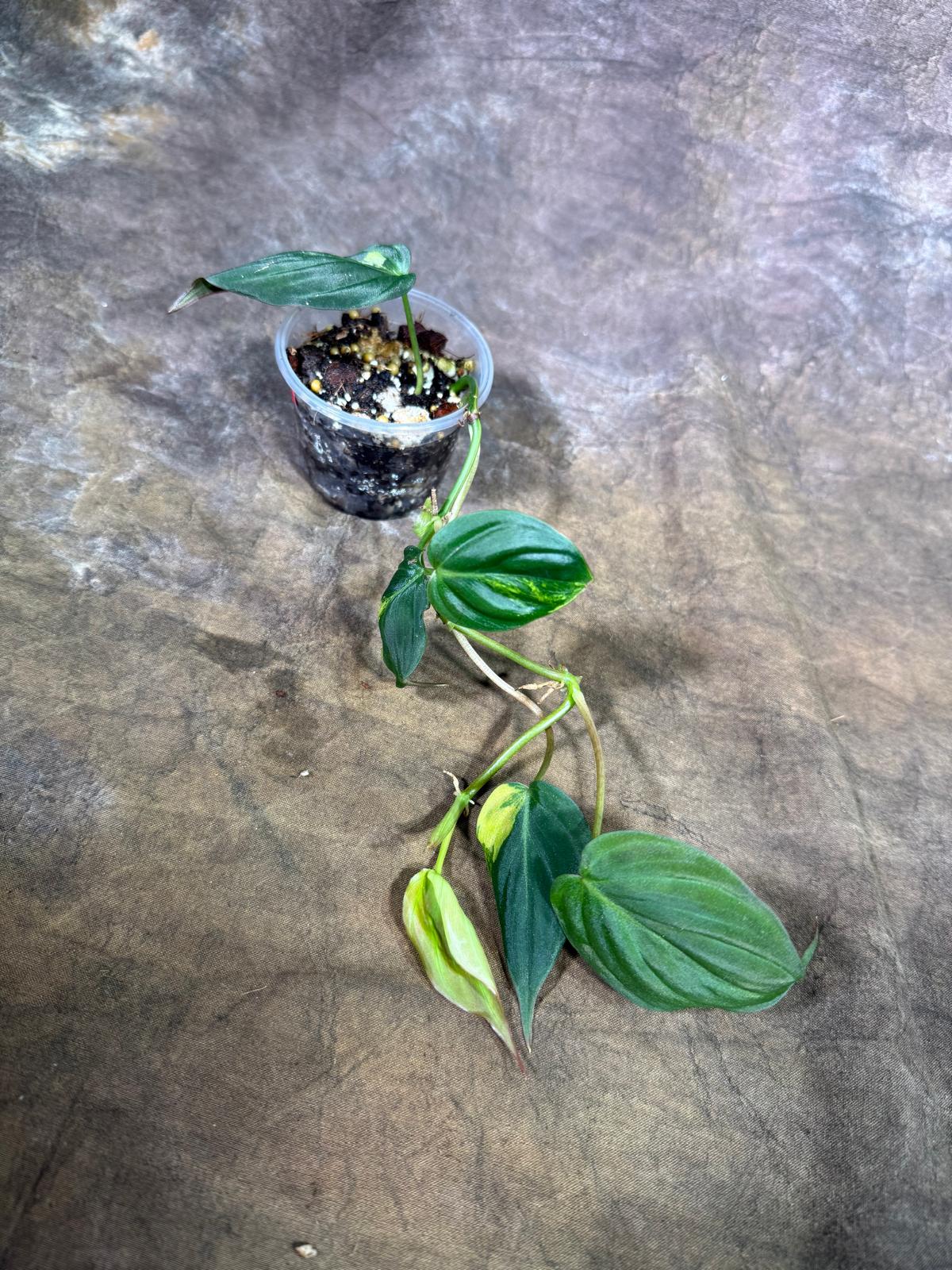 Variegated Philodendron Mican Aurea - (July-29-20)