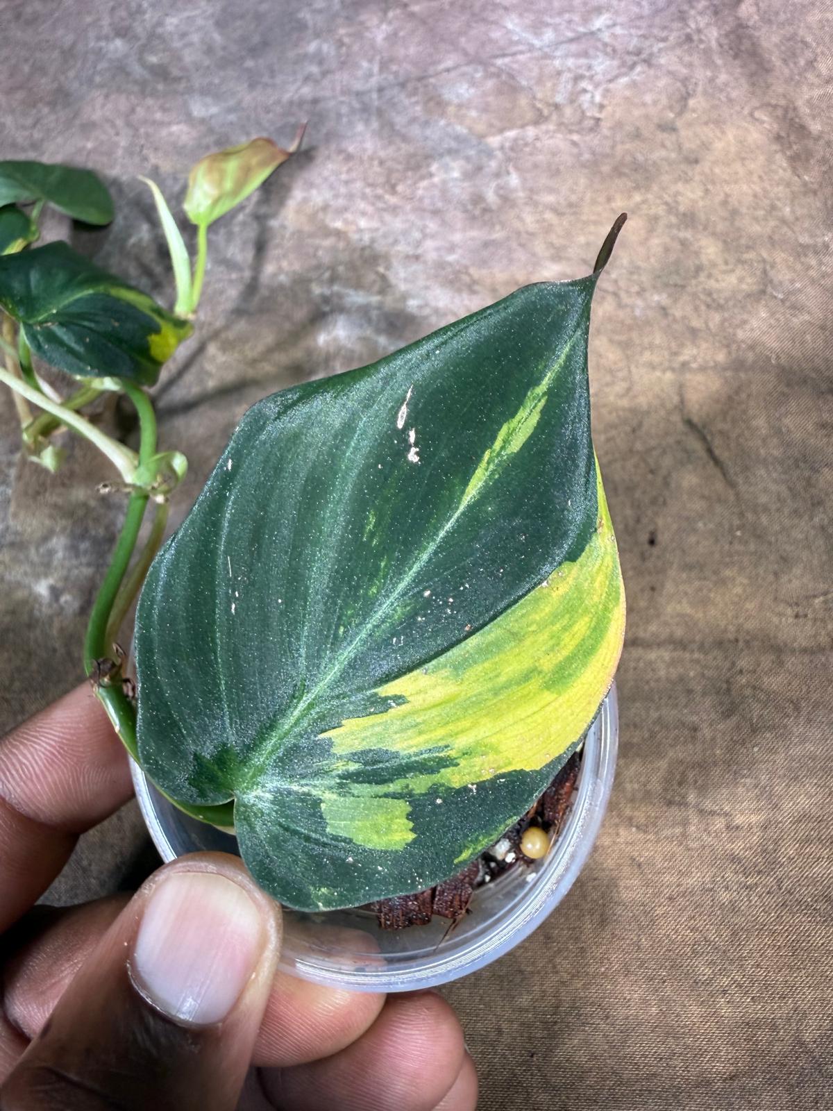 Variegated Philodendron Mican Aurea - (July-29-20)