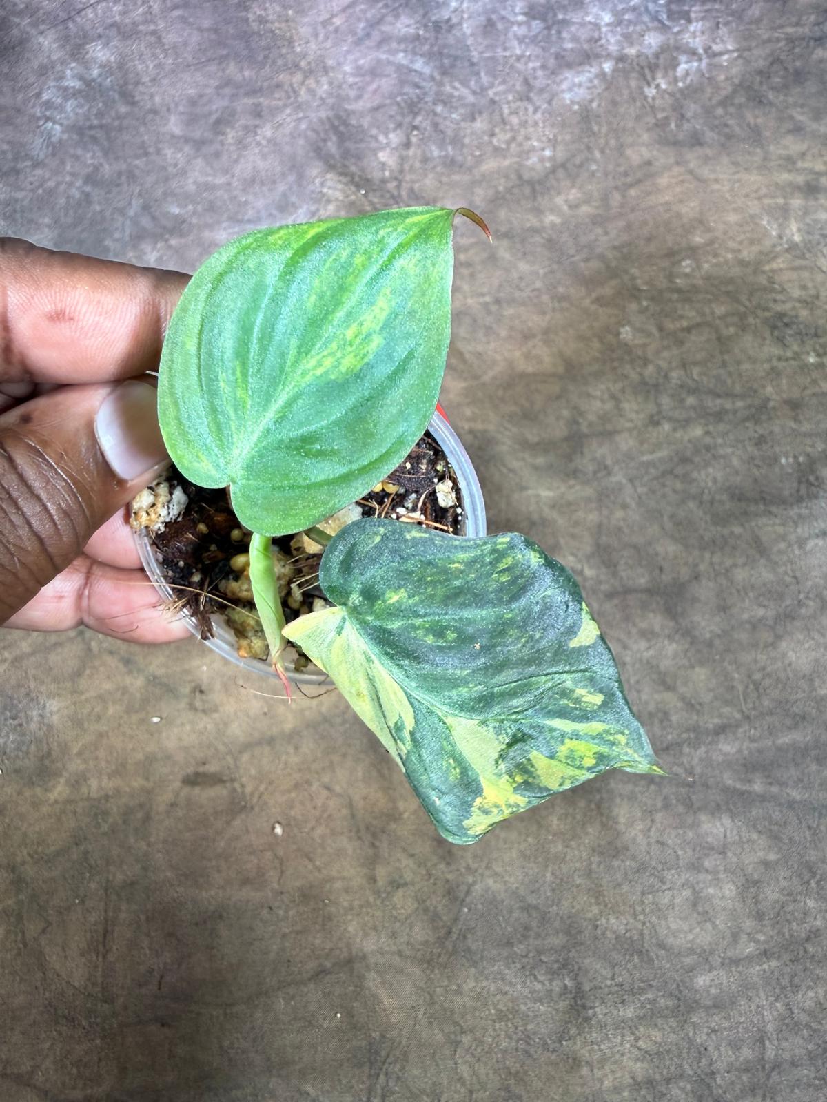 Variegated Philodendron Mican Aurea - (July-29-22)