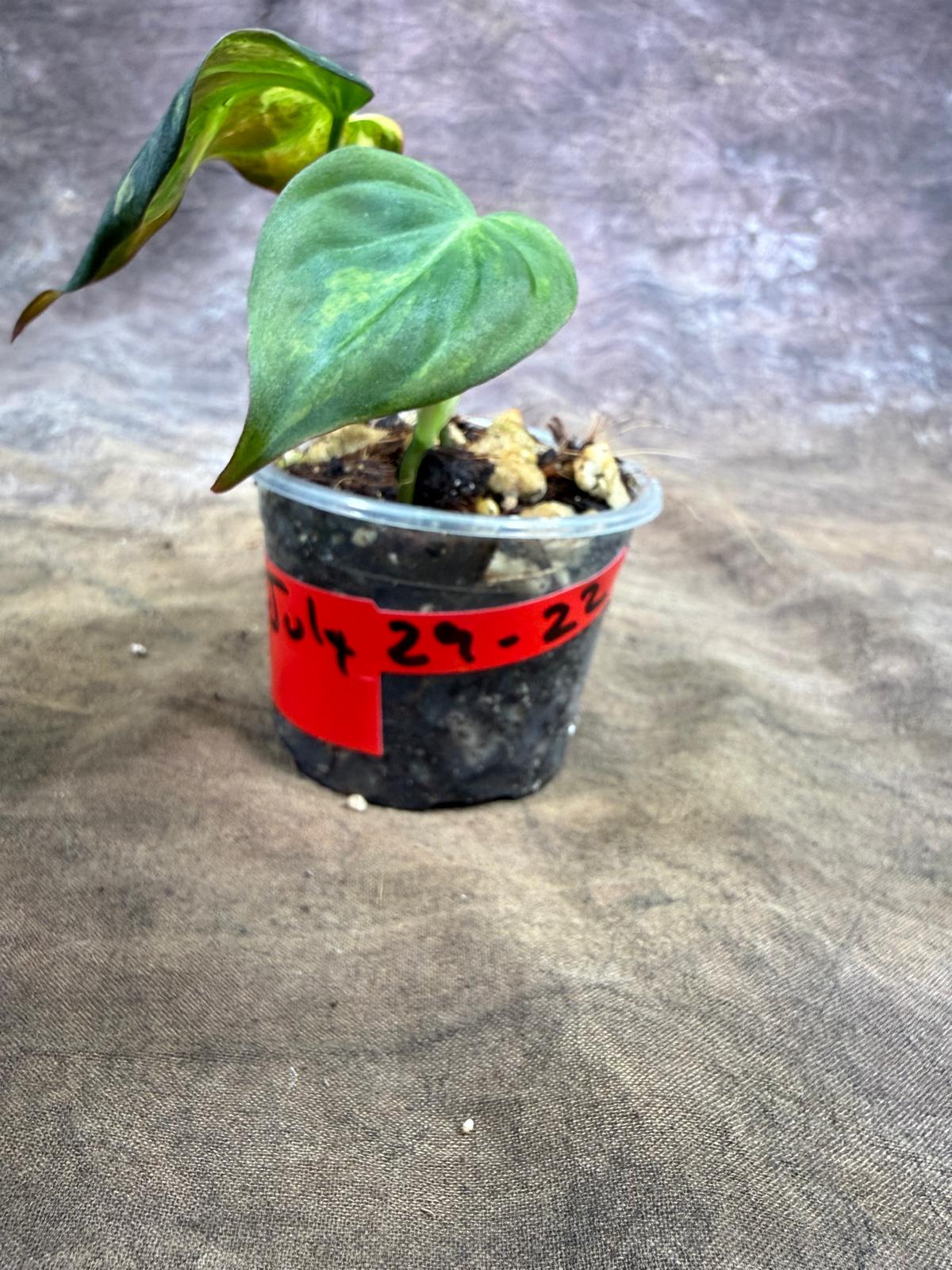 Variegated Philodendron Mican Aurea - (July-29-22)