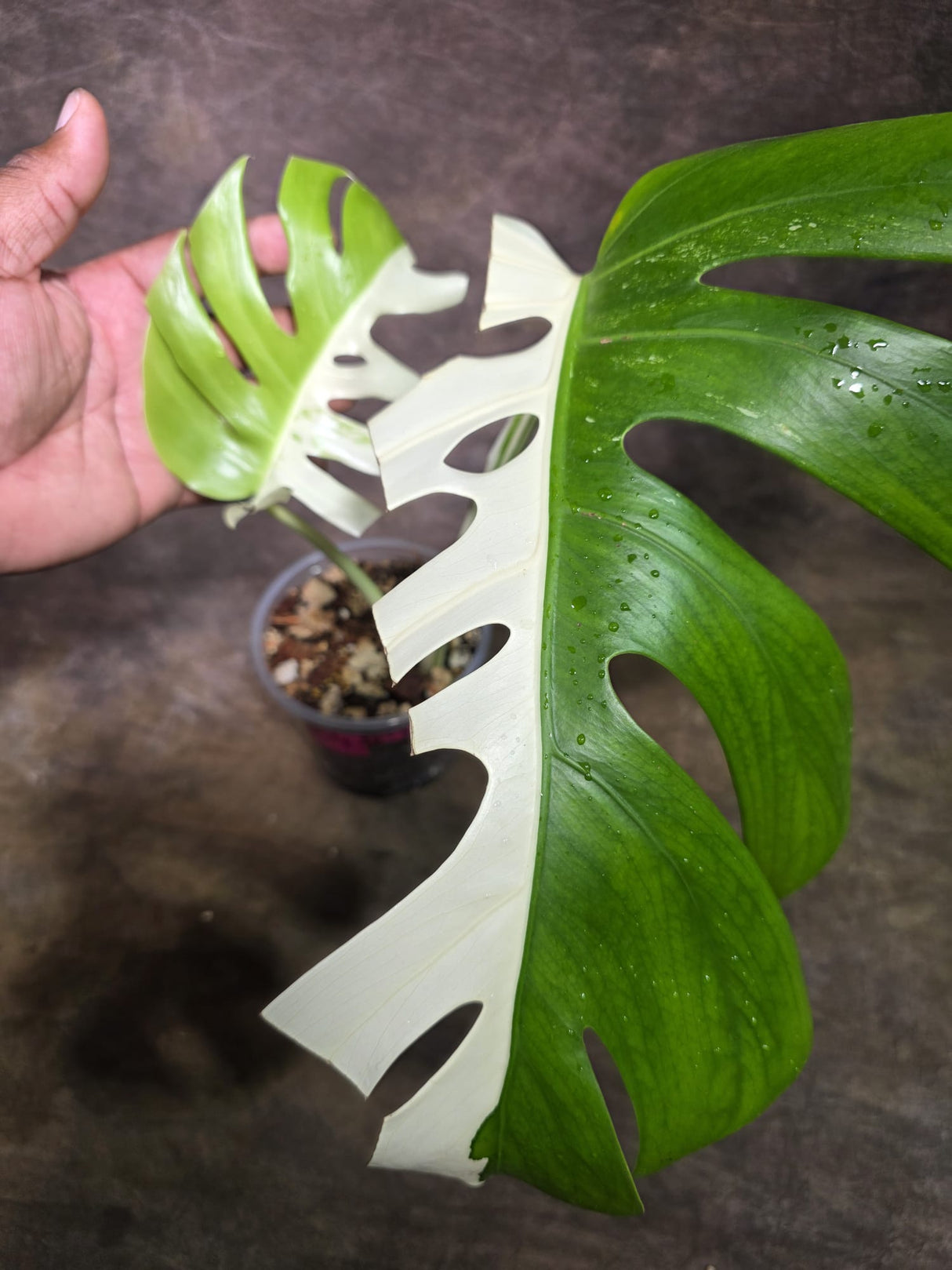 Variegated Monstera Albo - White Monstera - US Seller (July-30-3)