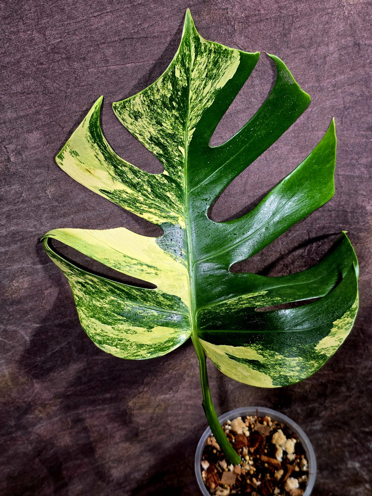 Monstera Aurea Variegated Borsigiana - Monstera Marmota - (July-30-7)