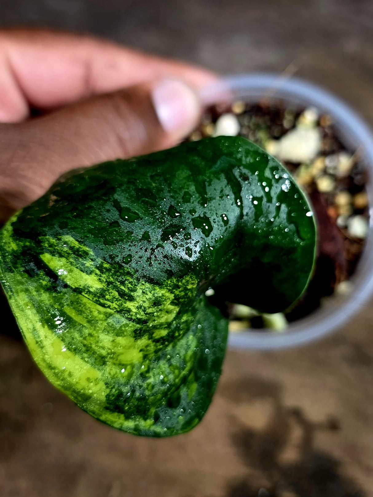 Scindapsus Jade Satin Variegated - Yellow Variegation - (July-30-37)