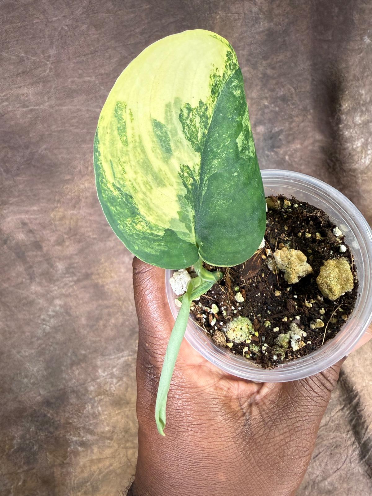 Scindapsus Jade Satin Variegated - Yellow Variegation - (July-29-4)