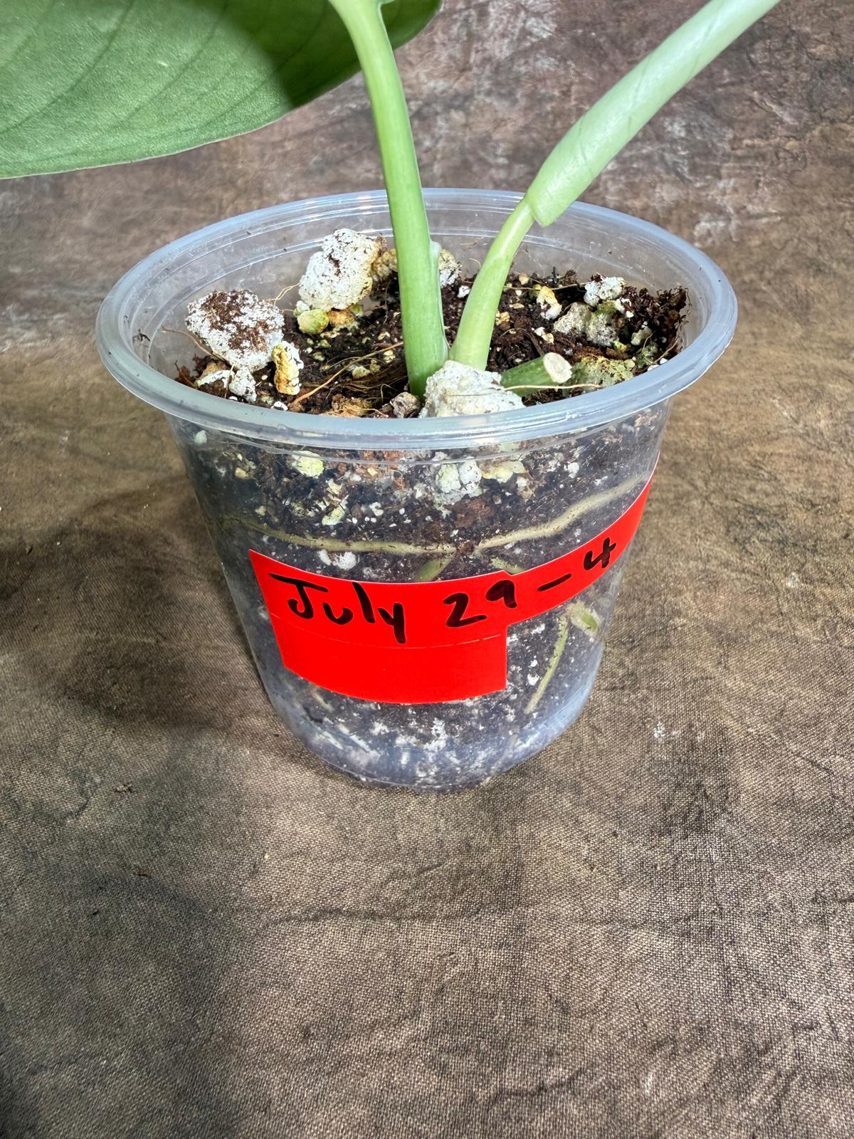 Scindapsus Jade Satin Variegated - Yellow Variegation - (July-29-4)