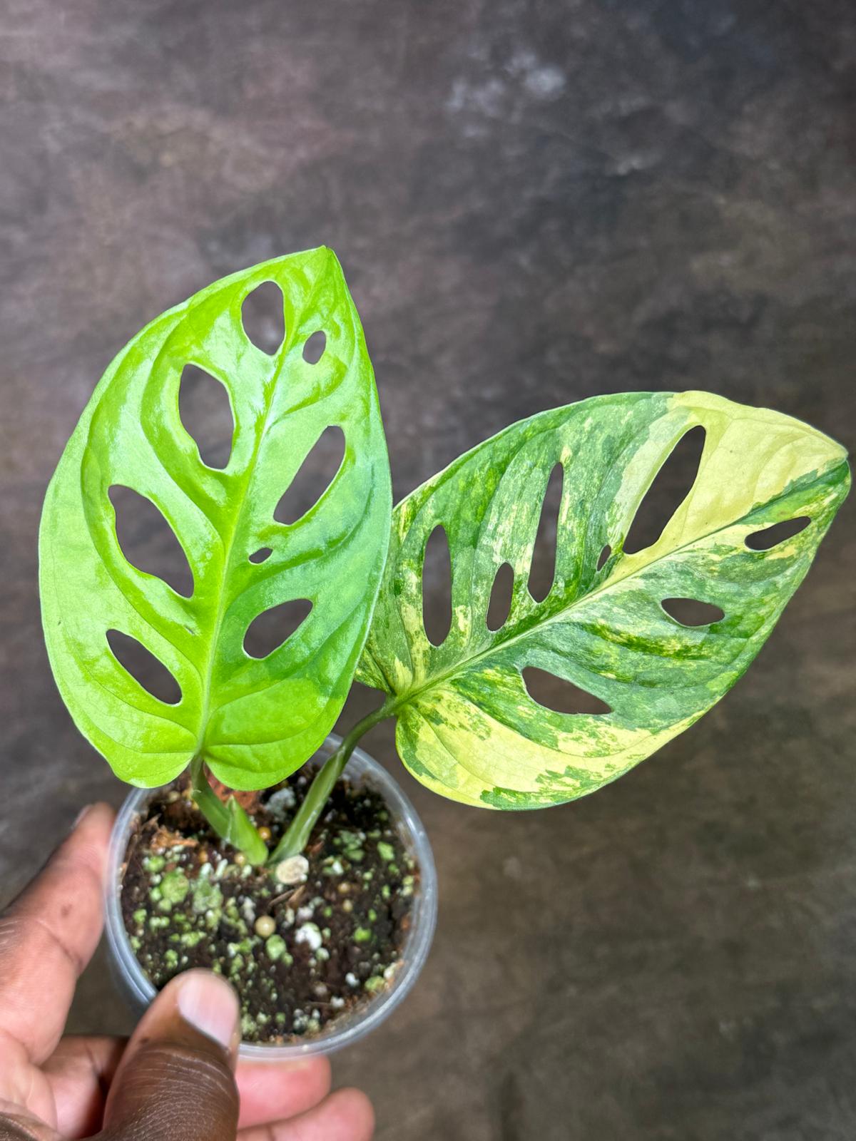 Monstera Adansonii Aurea Variegated - Exact Plant - (July-29-10)