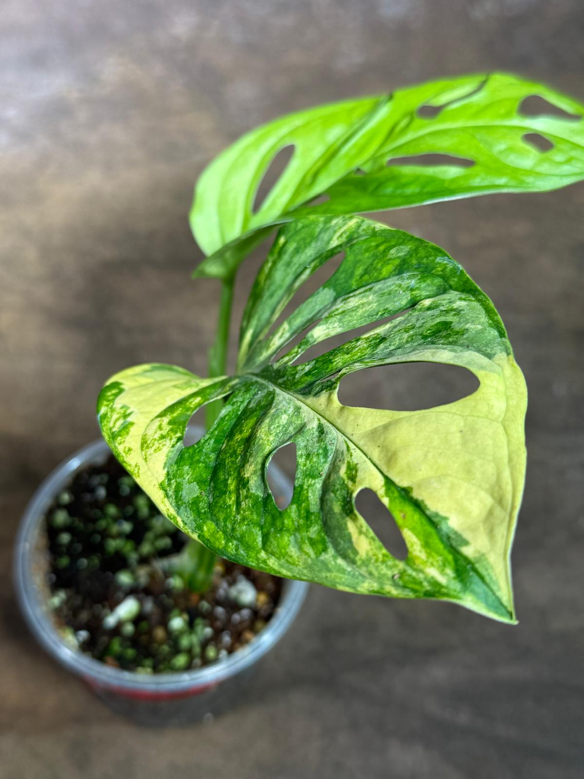 Monstera Adansonii Aurea Variegated - Exact Plant - (July-29-10)
