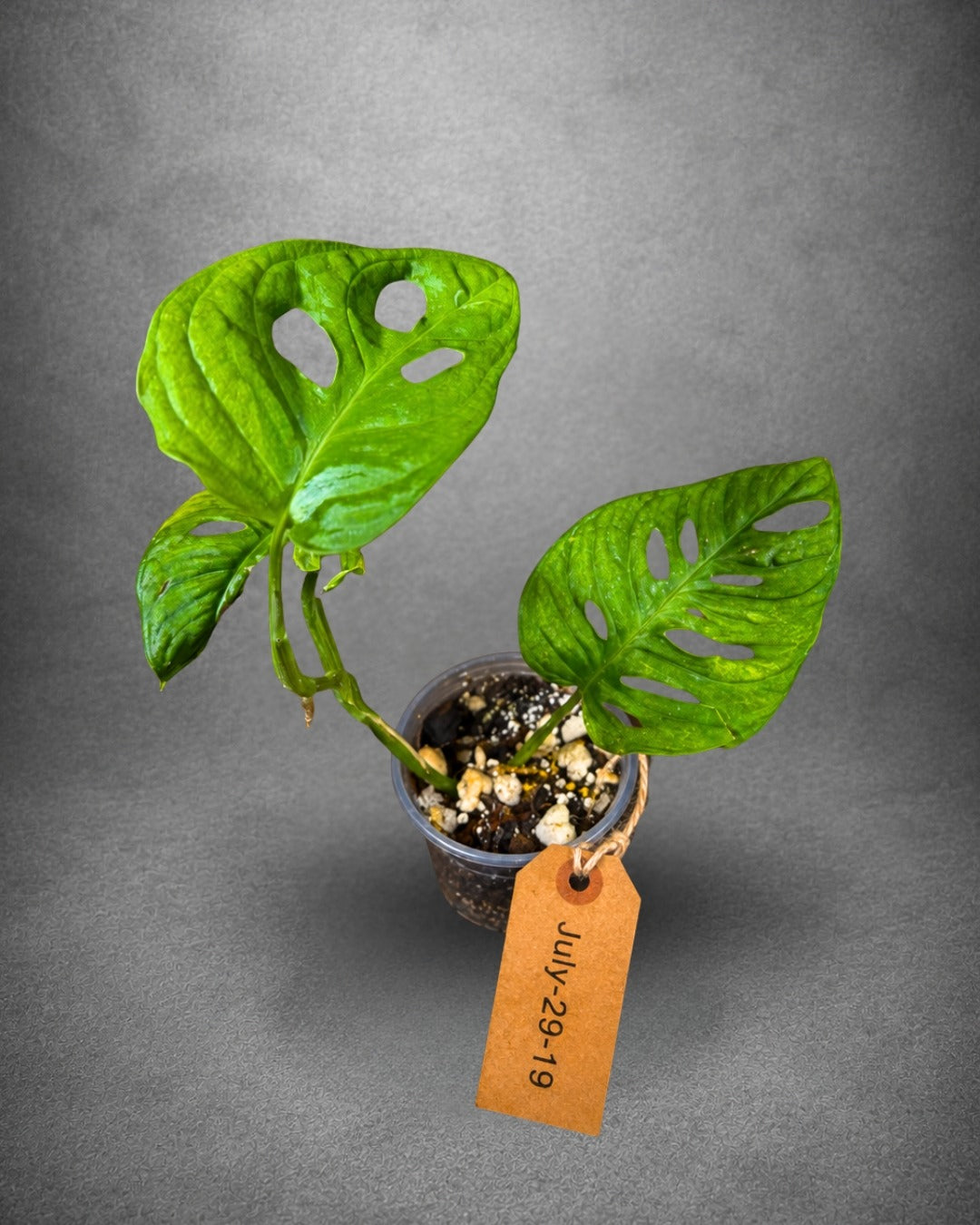 Monstera Adansonii Aurea Variegated - Swiss Cheese Premium (July-29-19)