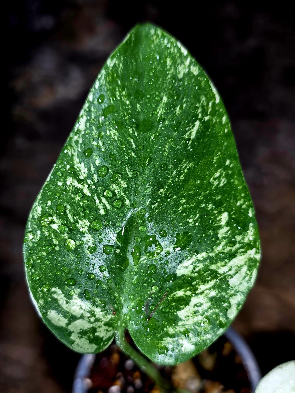 Variegated Monstera Deliciosa Mint - Rare Mint Monstera - (July-30-69)