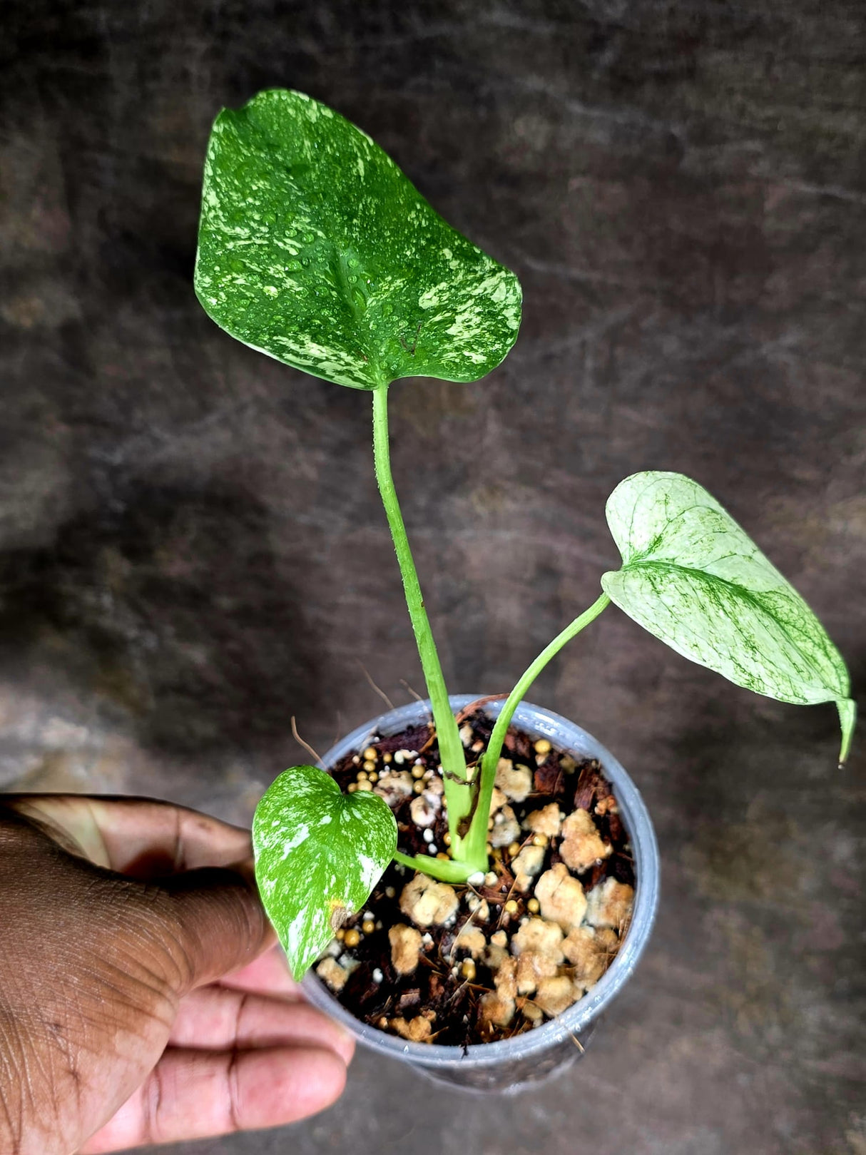 Variegated Monstera Deliciosa Mint - Rare Mint Monstera - (July-30-69)