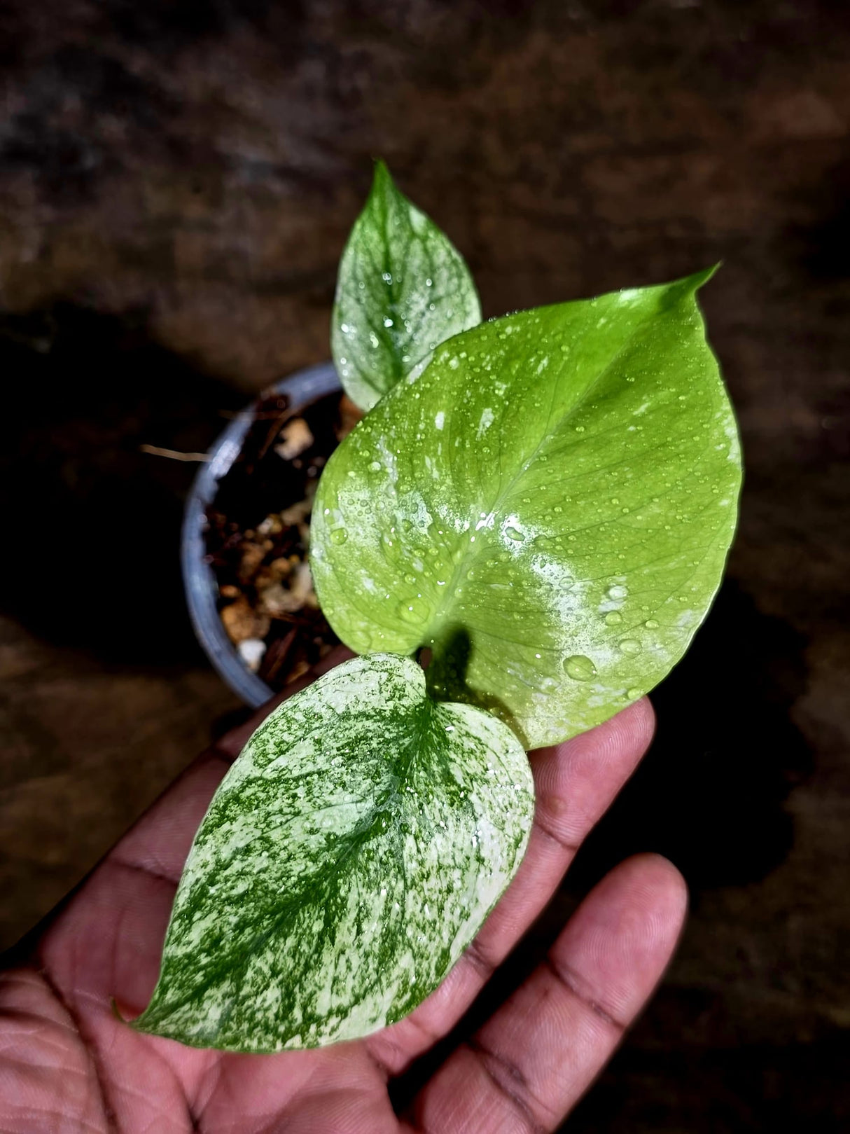 Variegated Monstera Deliciosa Mint - Rare Mint Monstera - (July-30-72)