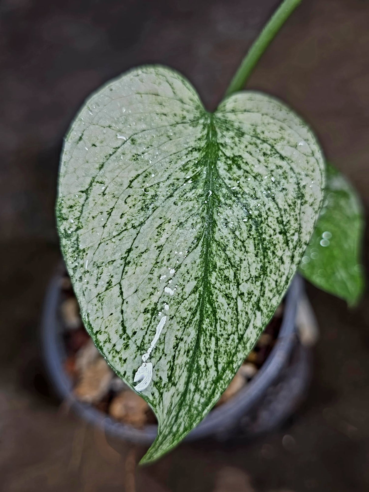 Variegated Monstera Deliciosa Mint - Rare Mint Monstera - (July-30-73)