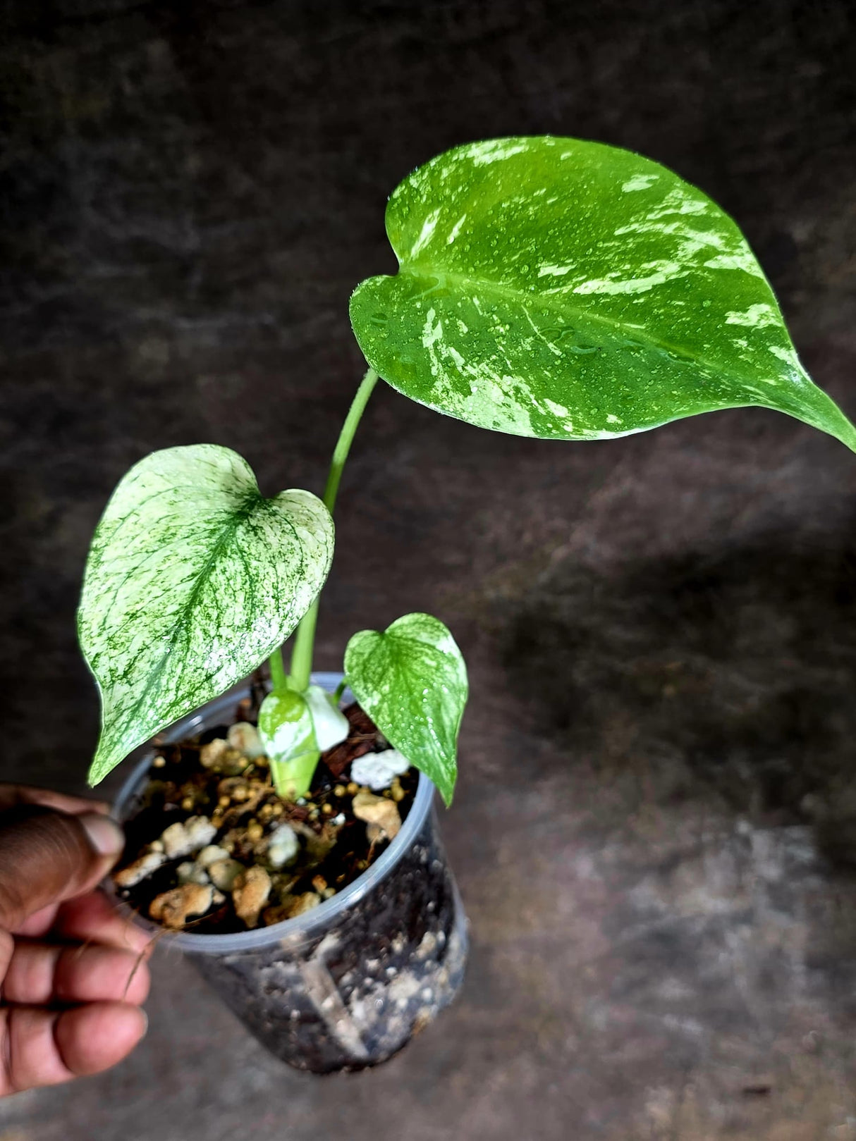 Variegated Monstera Deliciosa Mint - Rare Mint Monstera - (July-30-73)